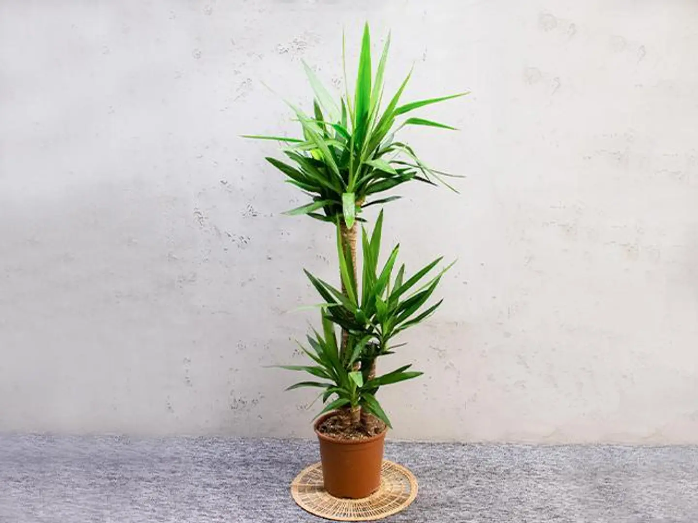 Yucca Plant
