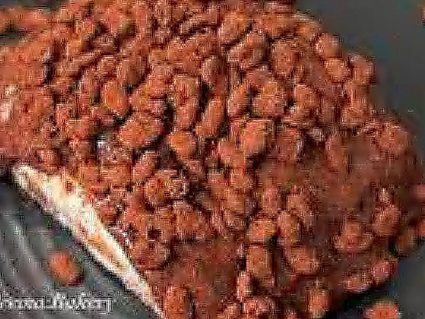 كيكة جلكسي