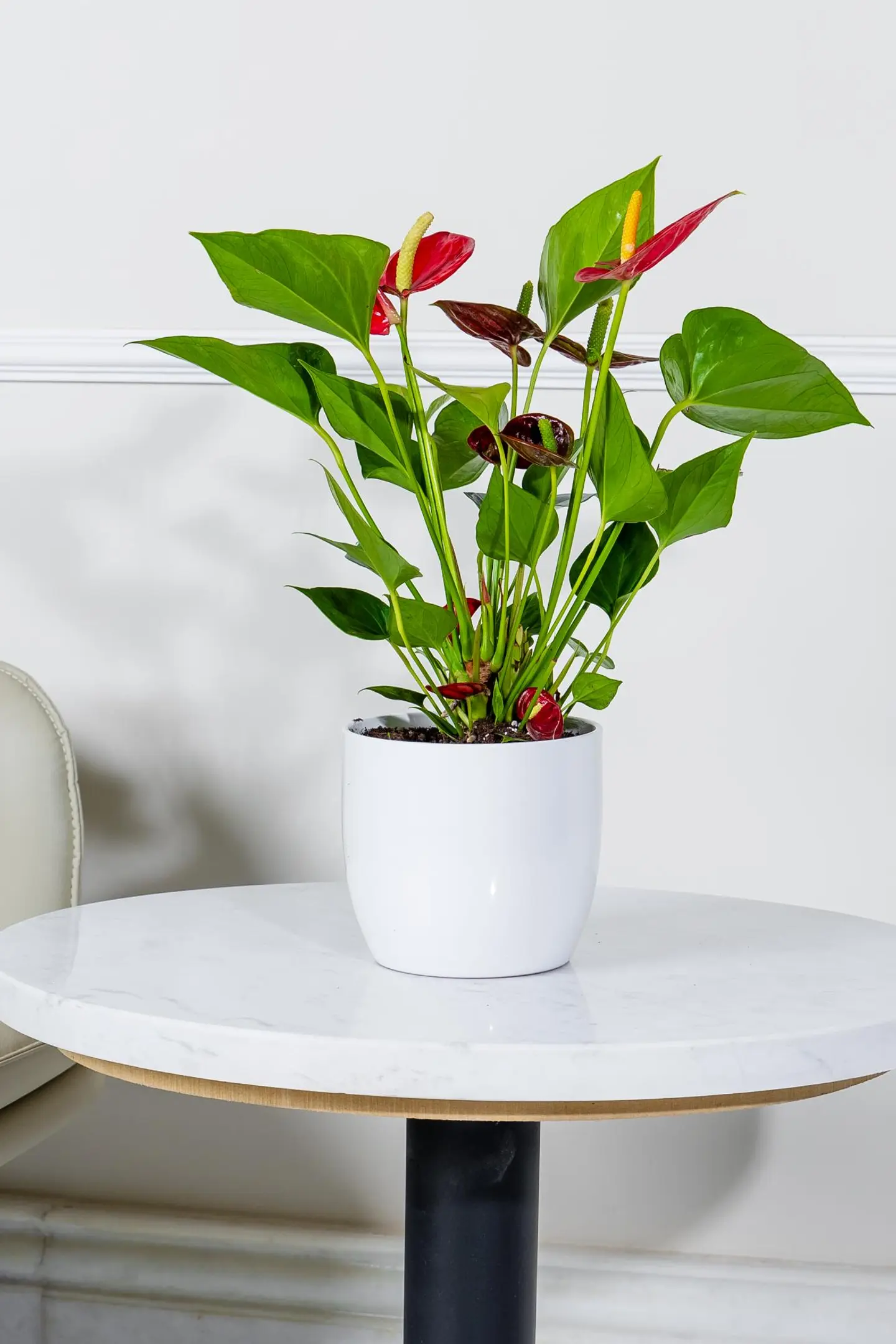 نبتة انتوريوم احمر في أصيص سيراميك أبيض أنيق