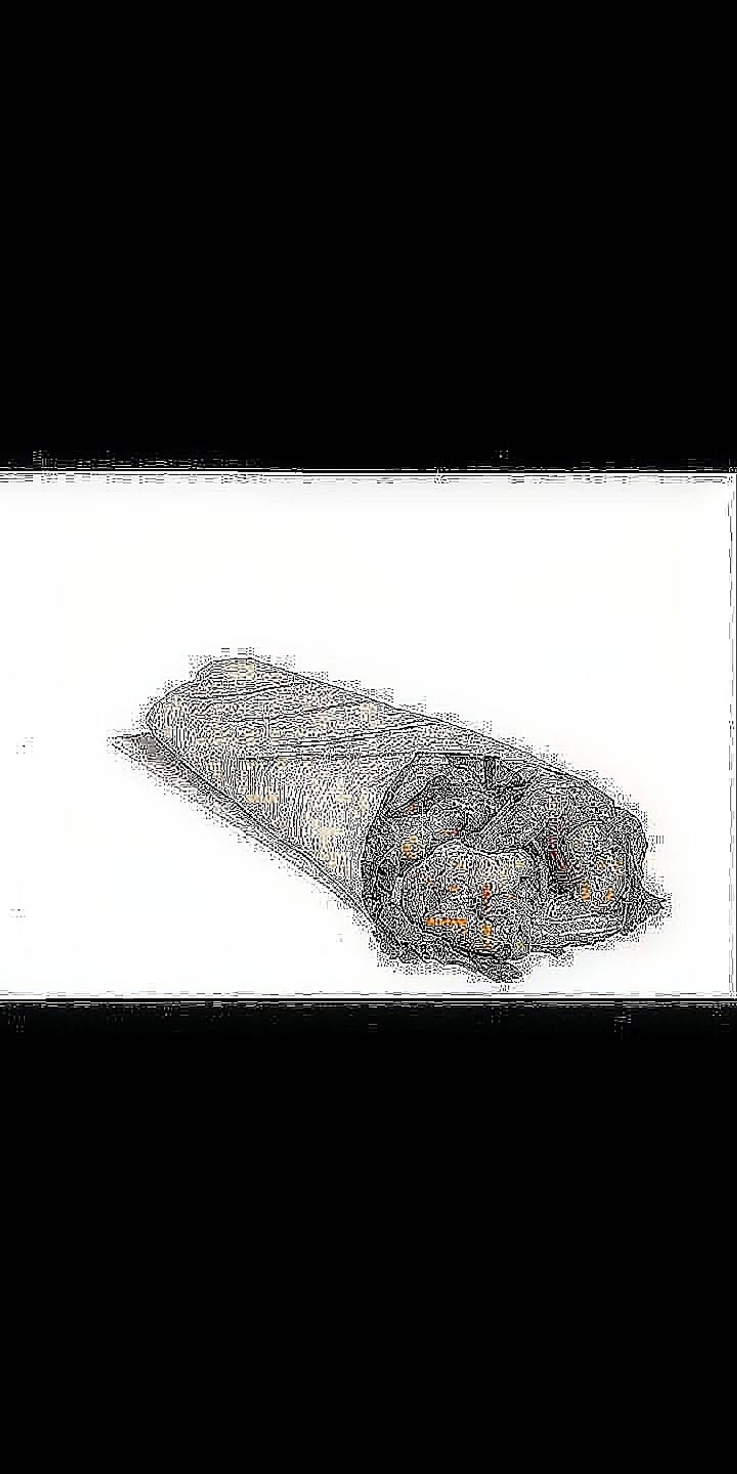 تورتيلا جمبري