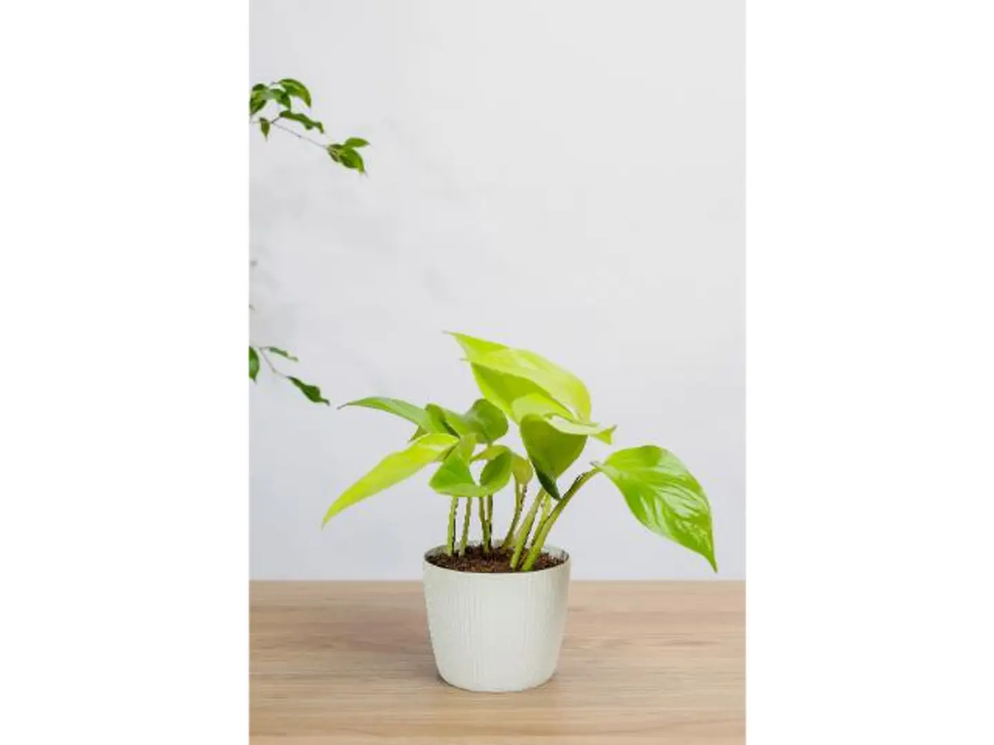 Neon Pothus Plant In A White Pot