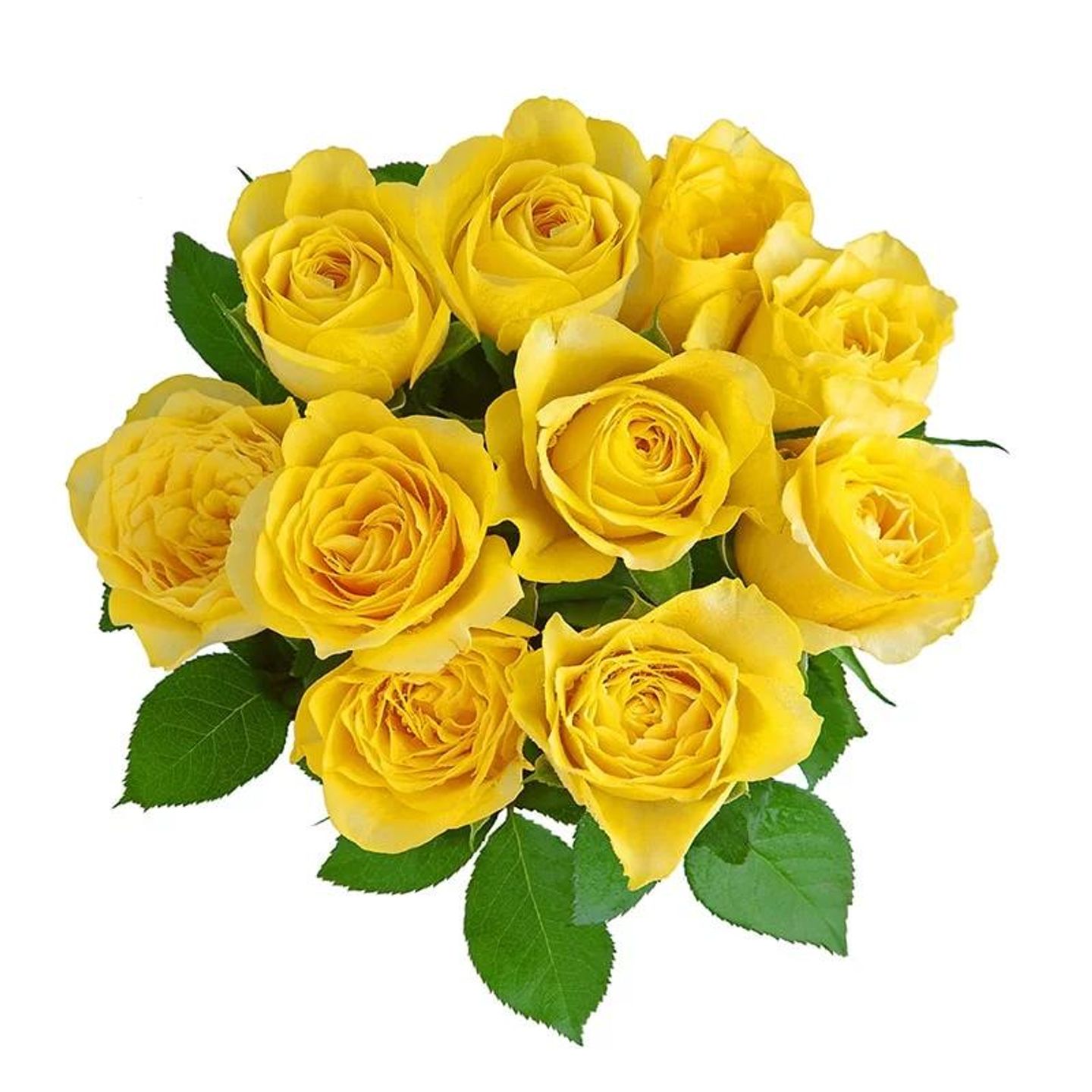 A43 Yellow Rose 10 Stem