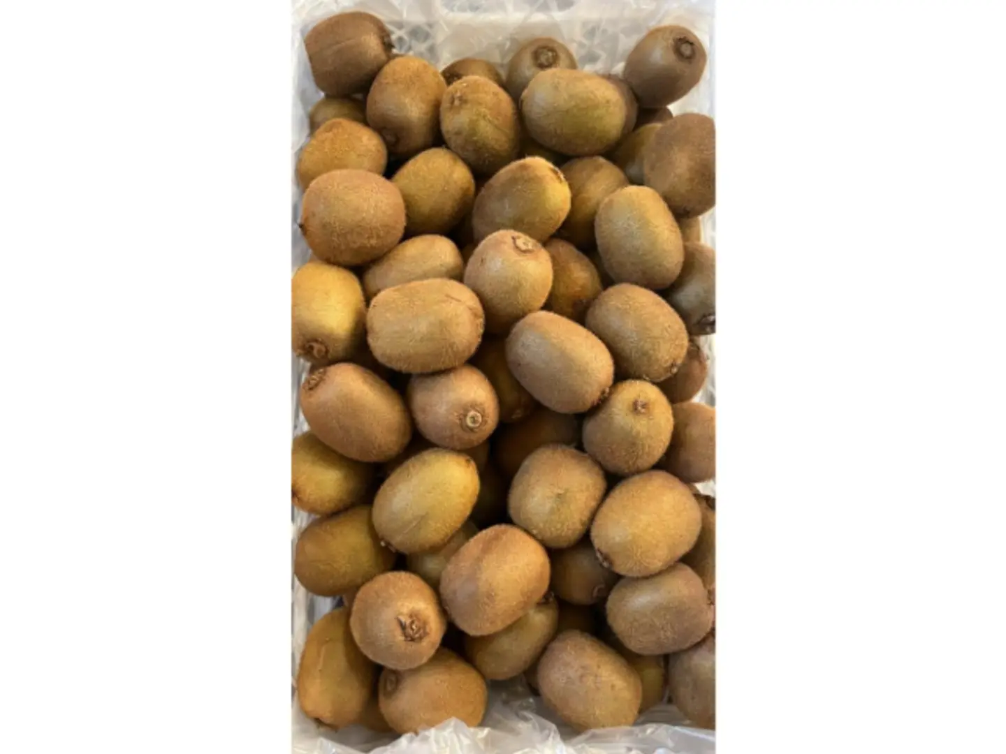 Regular Kiwi Kilo