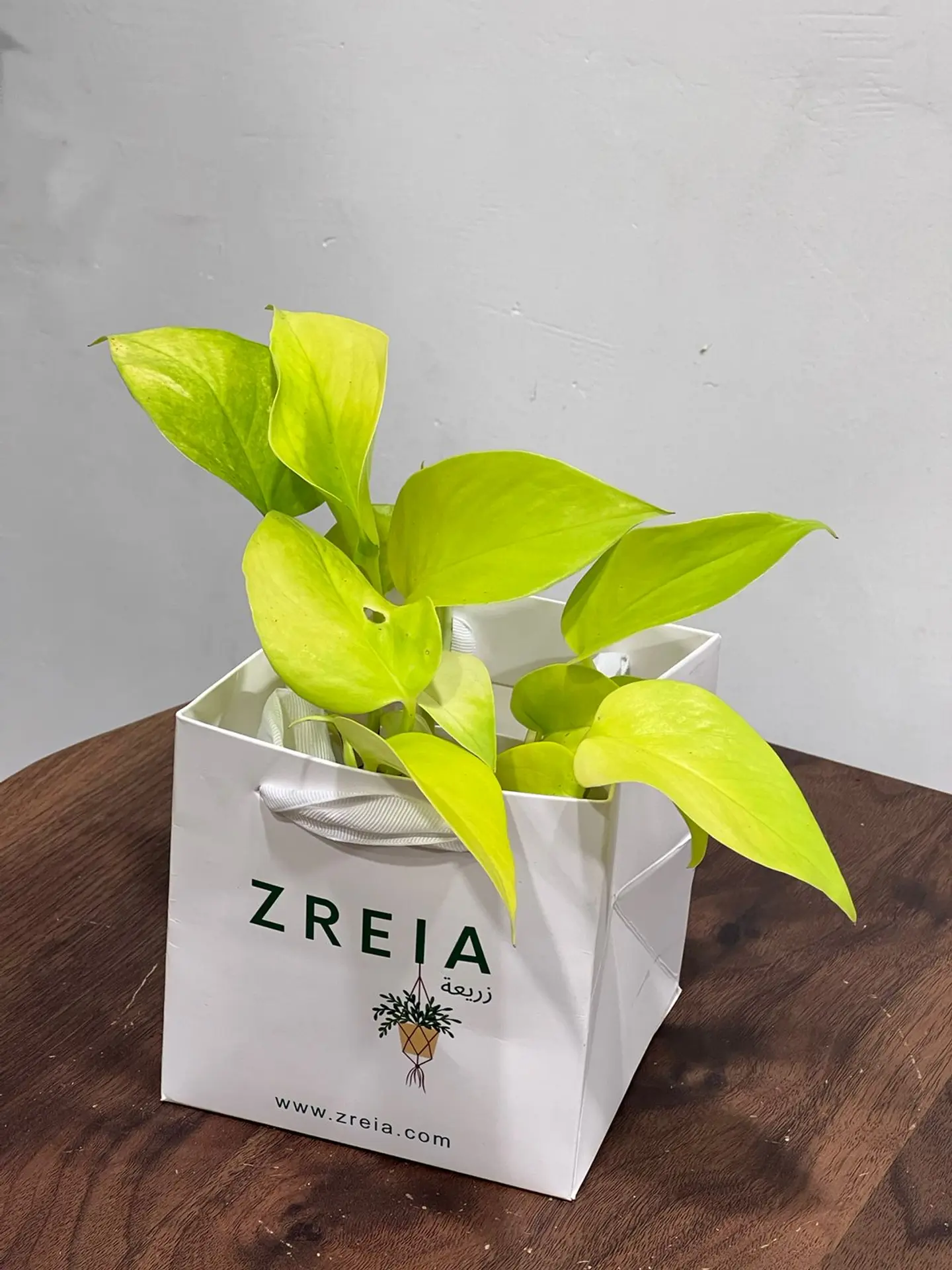 Neon Pothos Plant Prepared In A 12cm White Zreia Package