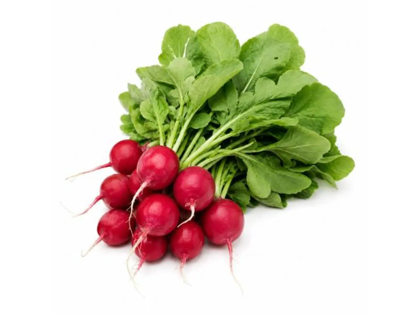 Red Radish