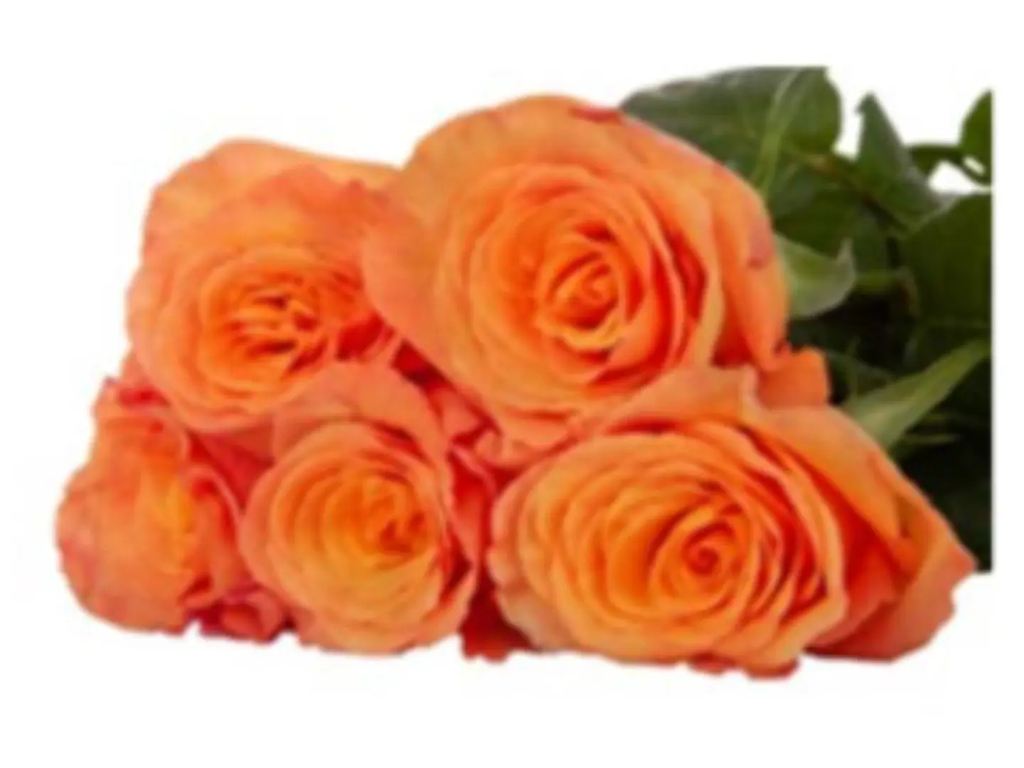 Orange Jouri