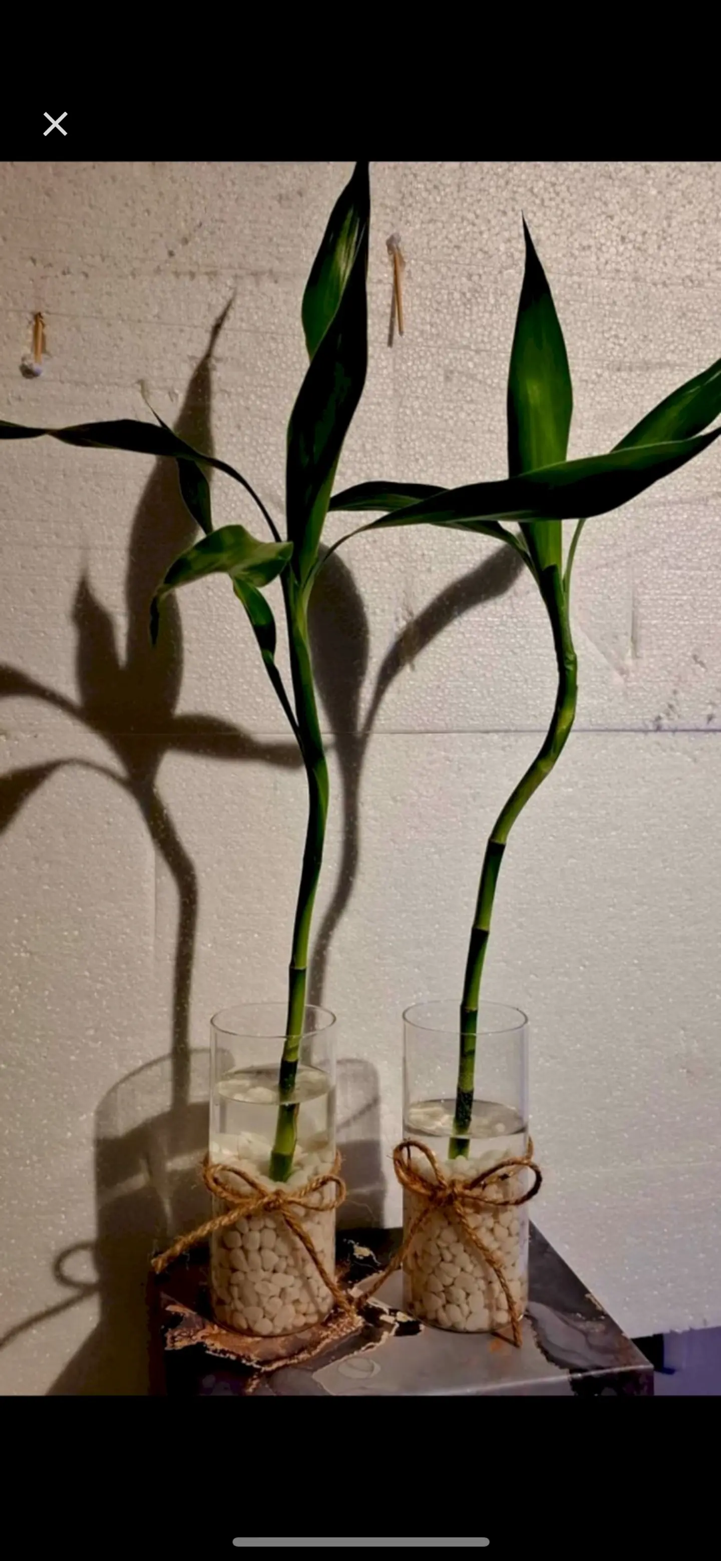 Bamboo Stem, Single Branch