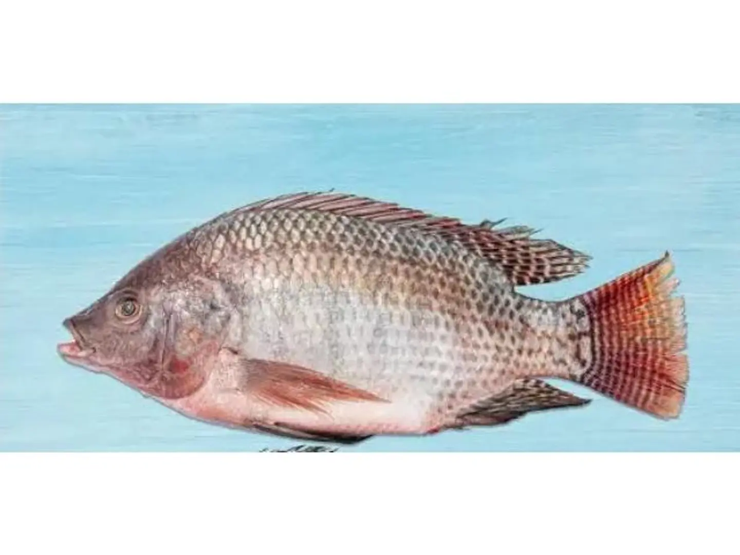 Tilapia 800 1000 Grams
