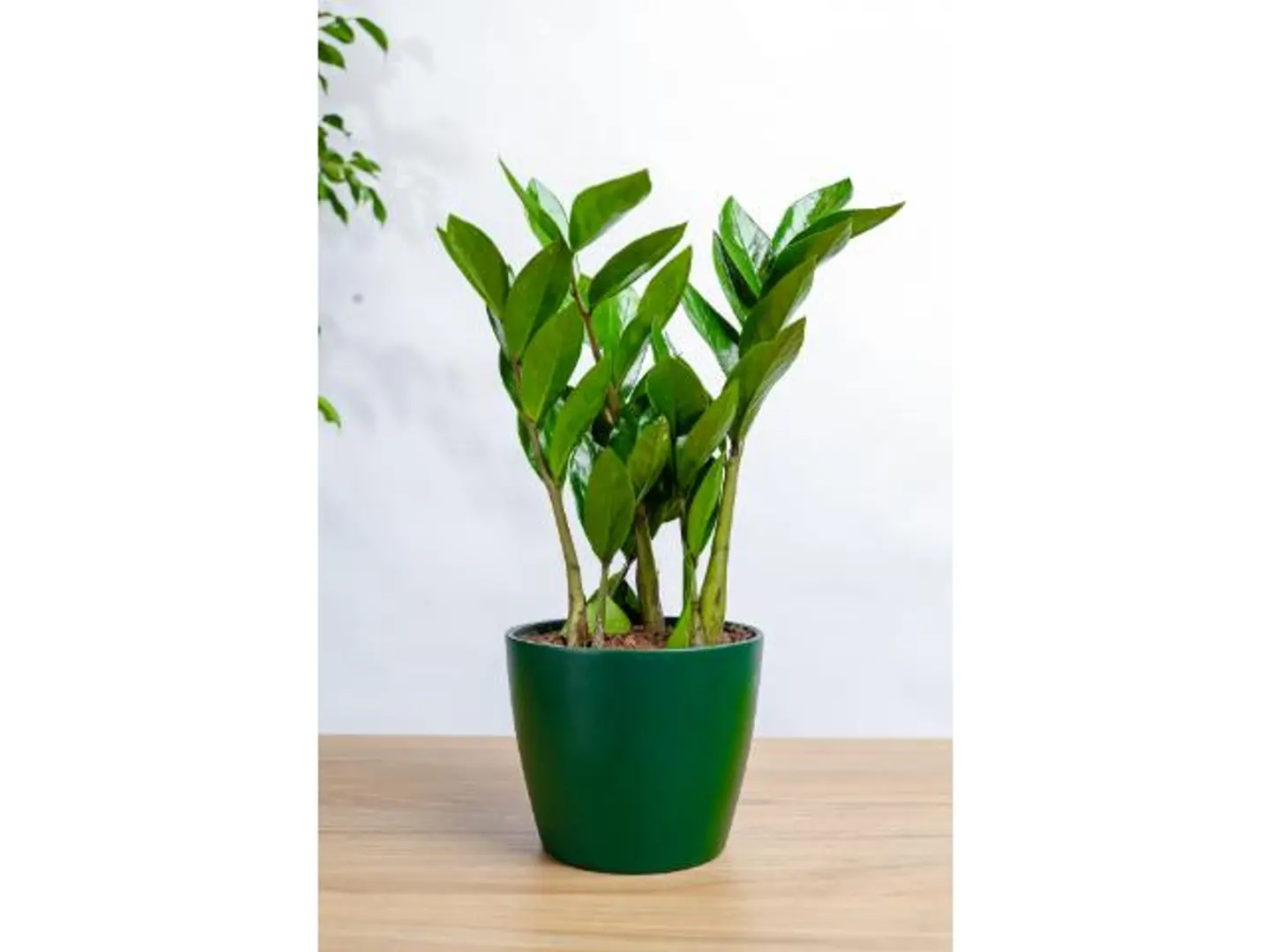 Green Zamia Plant In An Oily Ceramic Pot