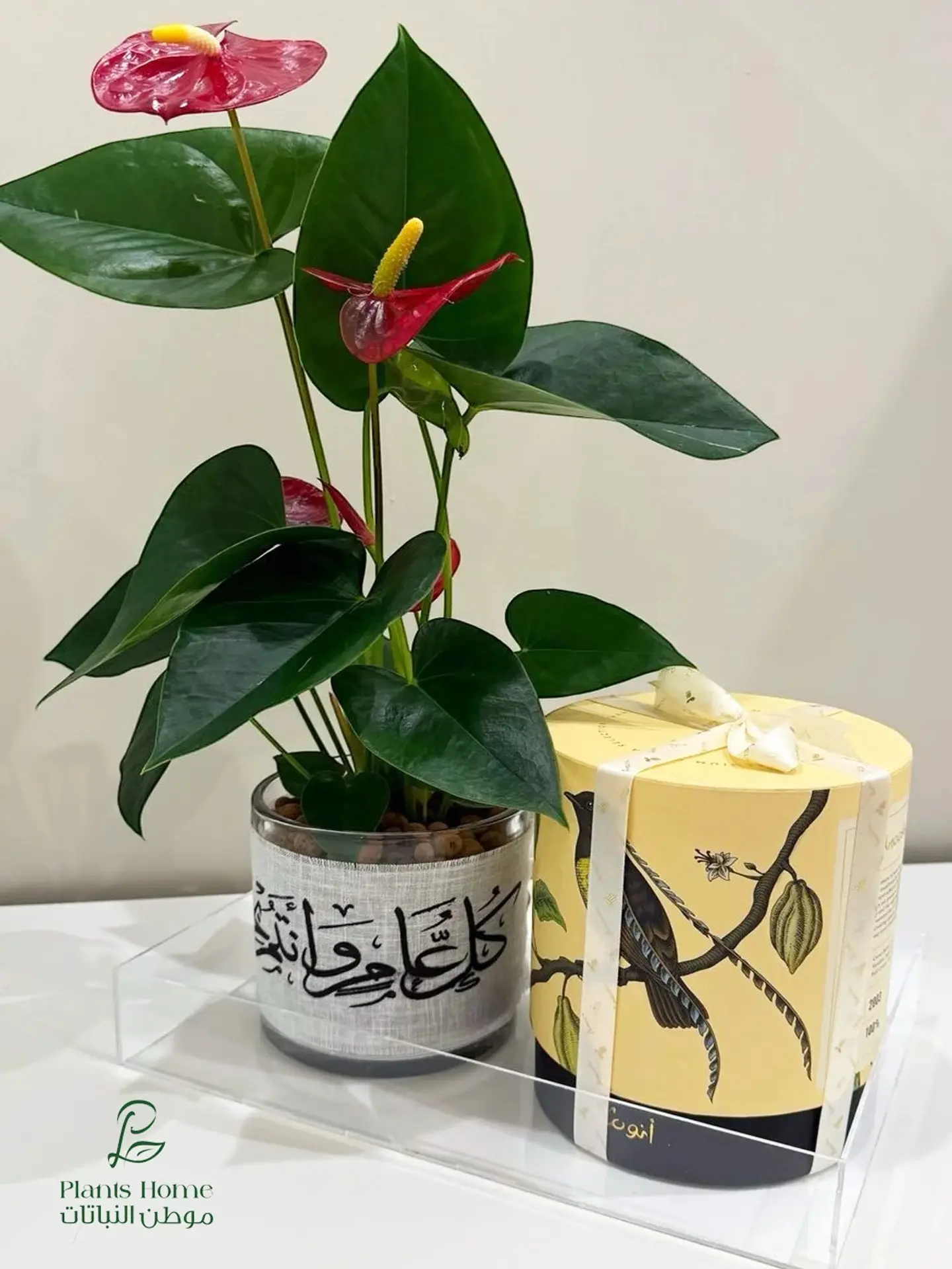 Red Anthurium With Eid Mubarak Ribbon Anosh Maamoul