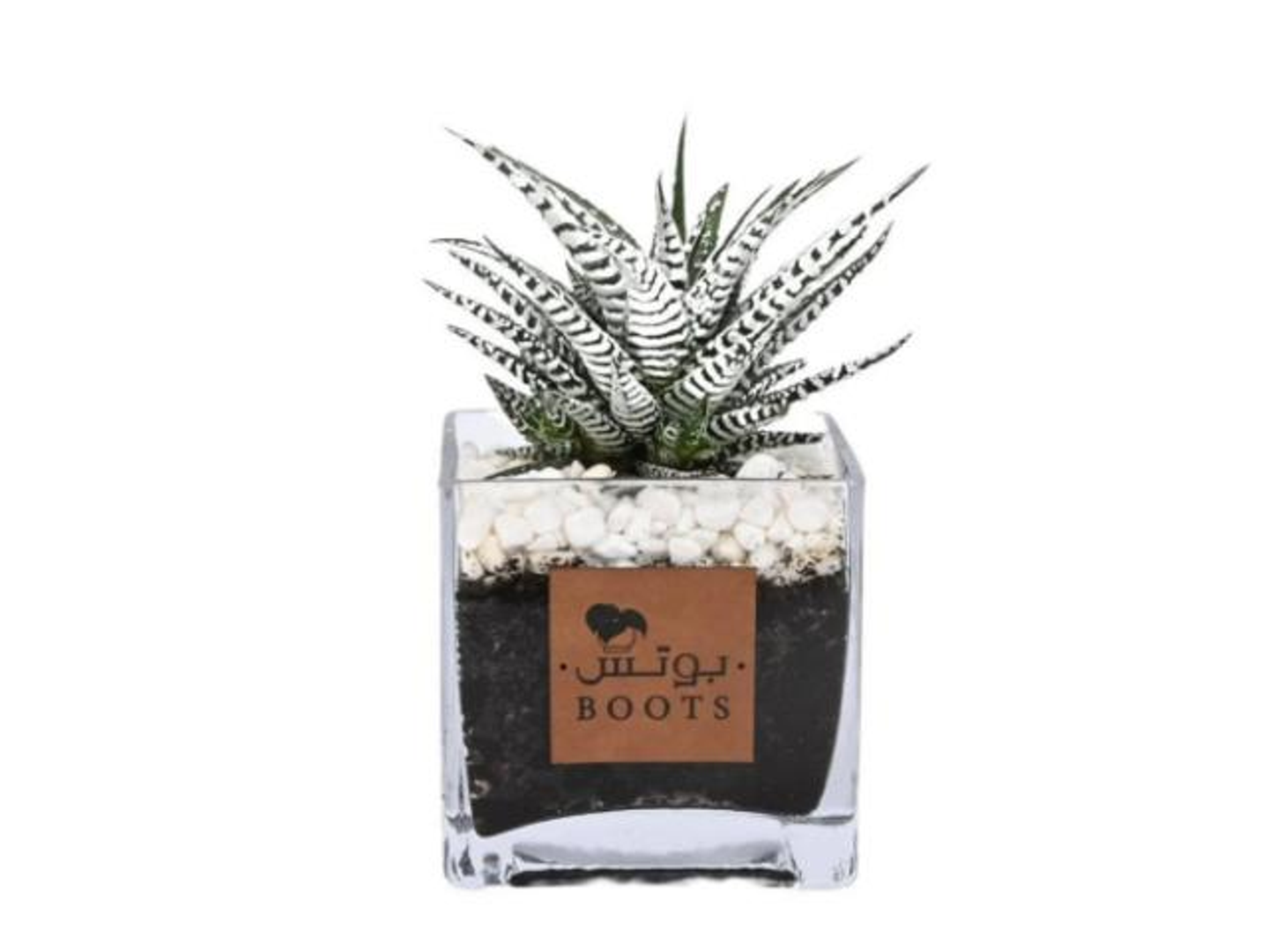 31  Hawra Al Qasr Plant