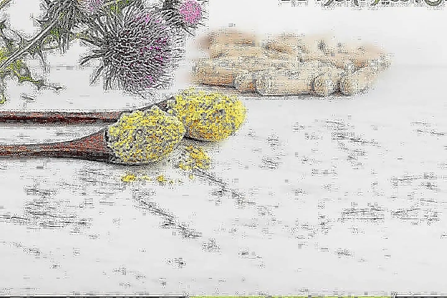 الديتوكس ضد المعادن الثقيلة وديتوكس تنظيف المراره والكبد