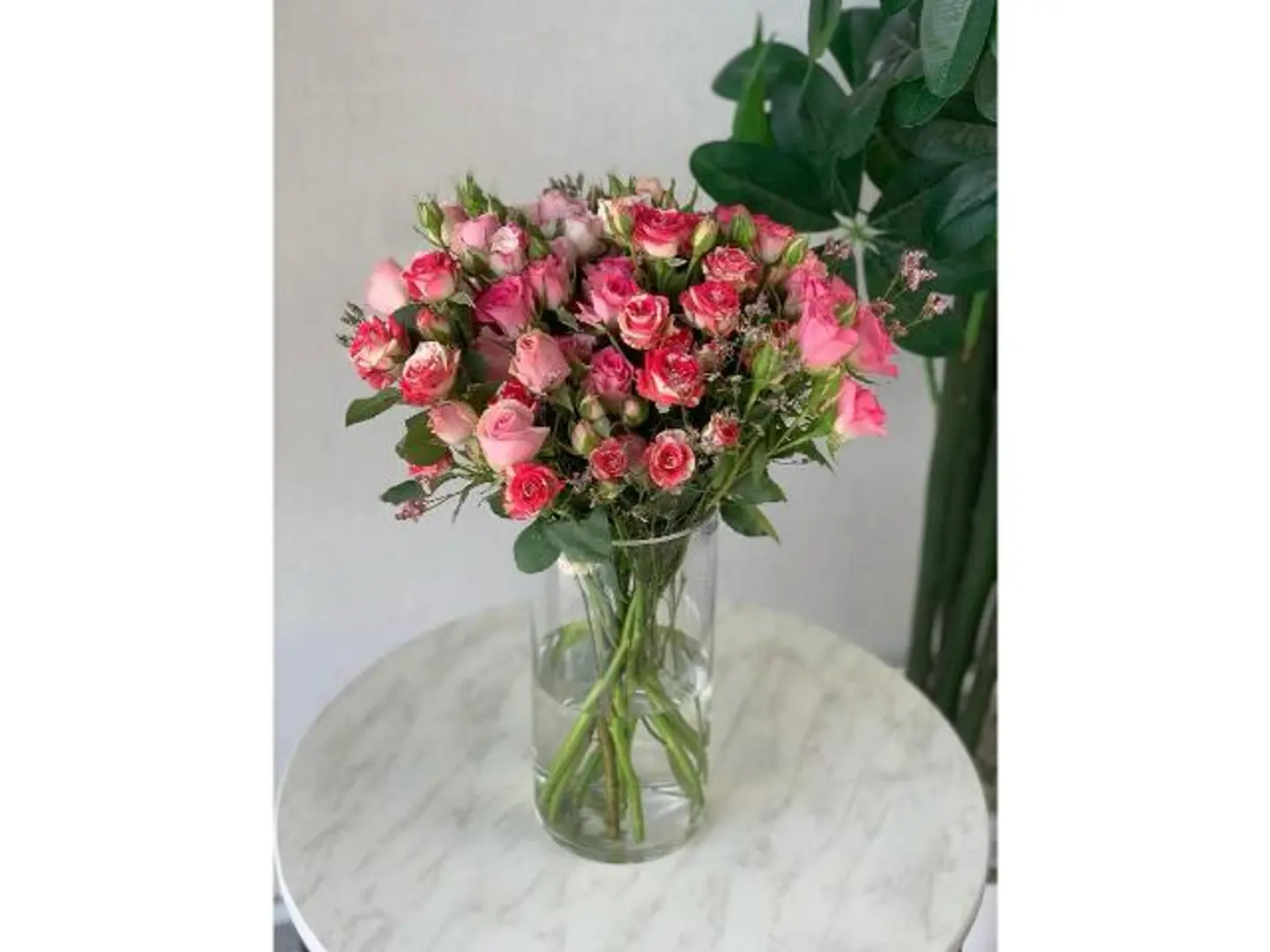 فازرة النور