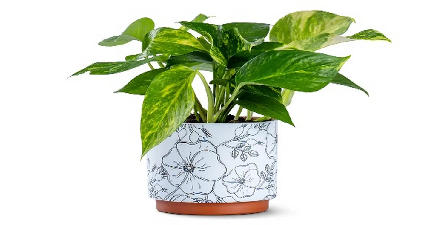 Scindapsus Plant Planted In A Ceramic Pot