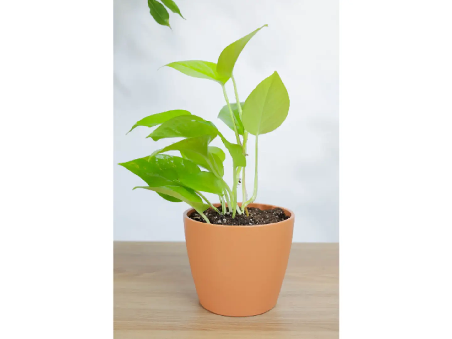 نبتة بوتس نيون في اصيص سيراميك برتقالي بشكل مميز ومتناسق