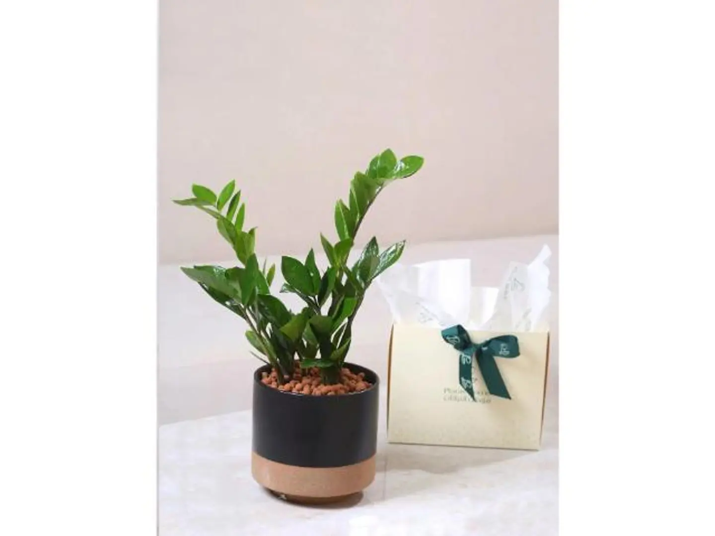 هدية الزاميا متوسطة السيقان