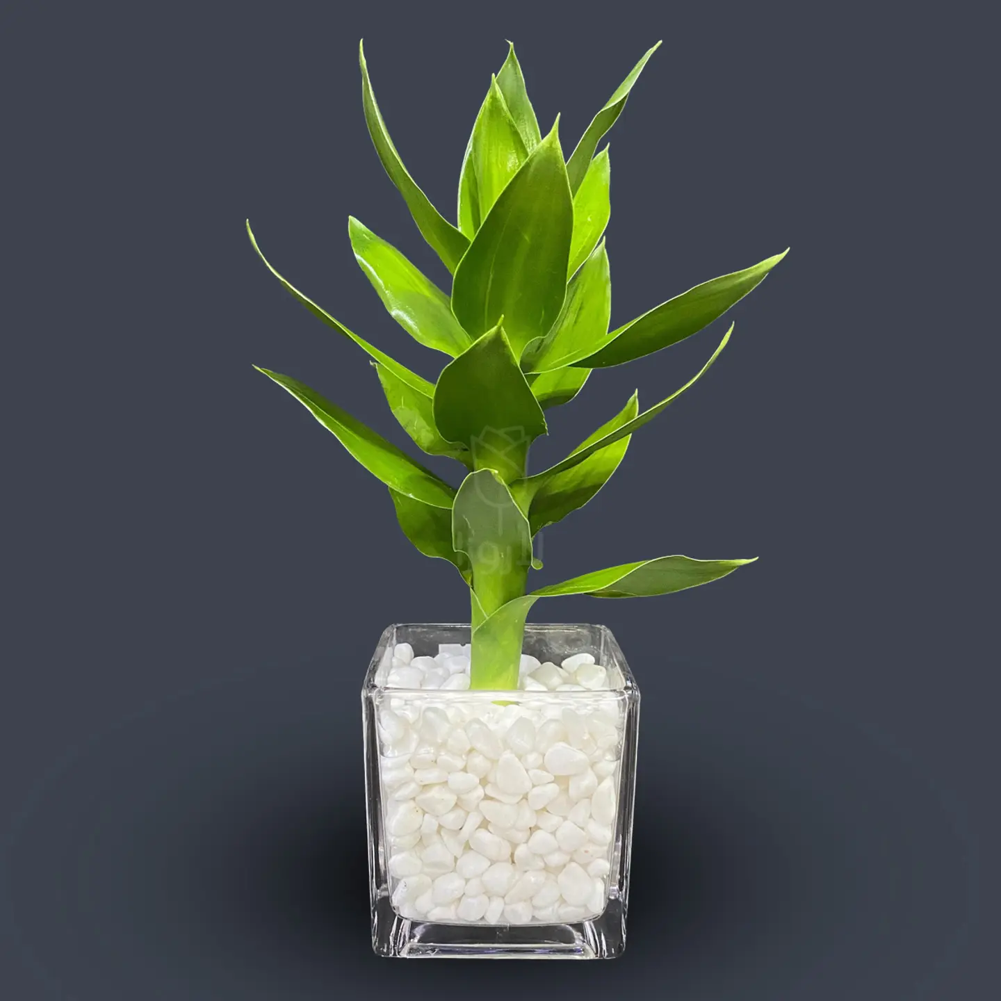 نباتات داخلية 3