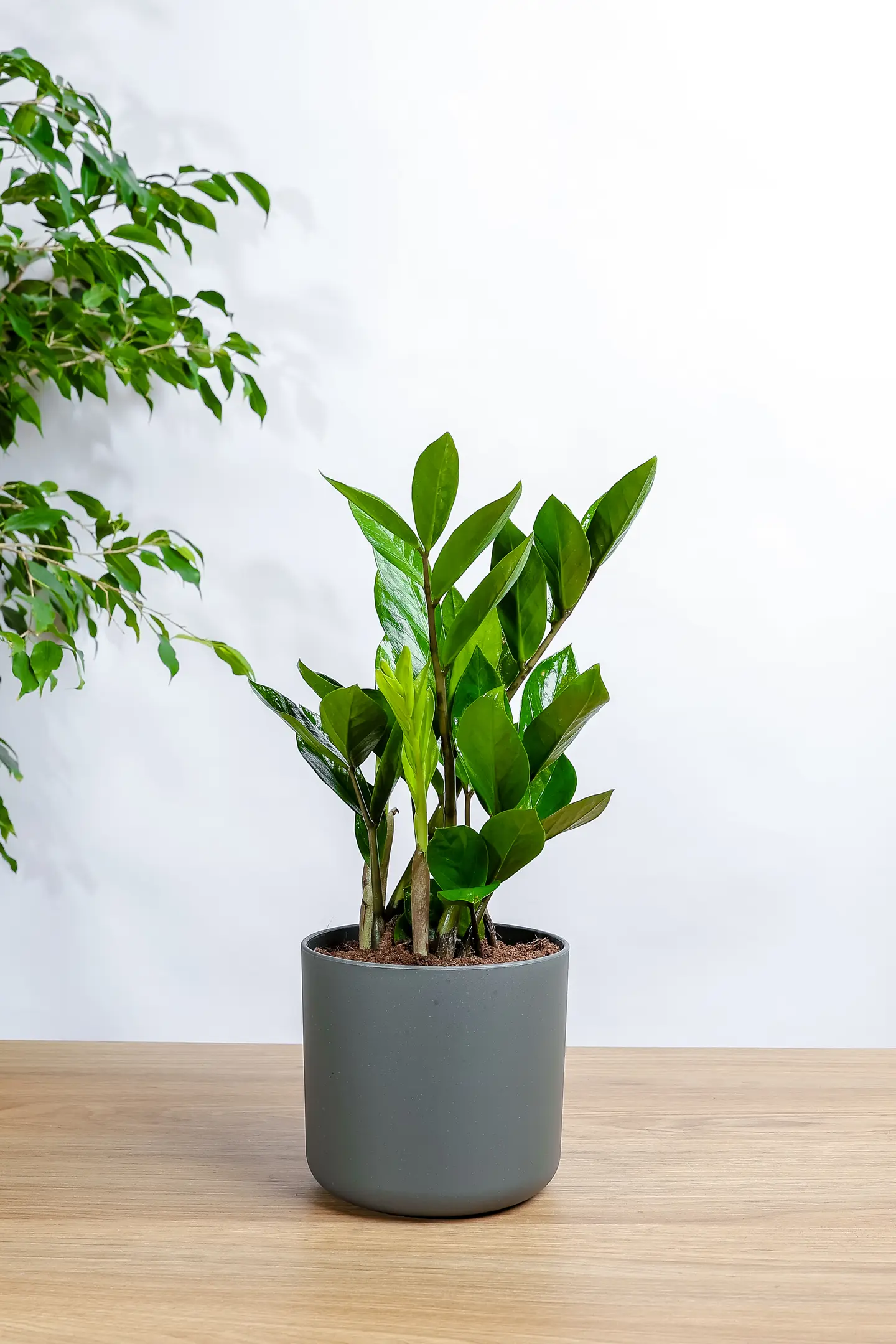 Green Zamia Plant In A Gray Plastic Pot