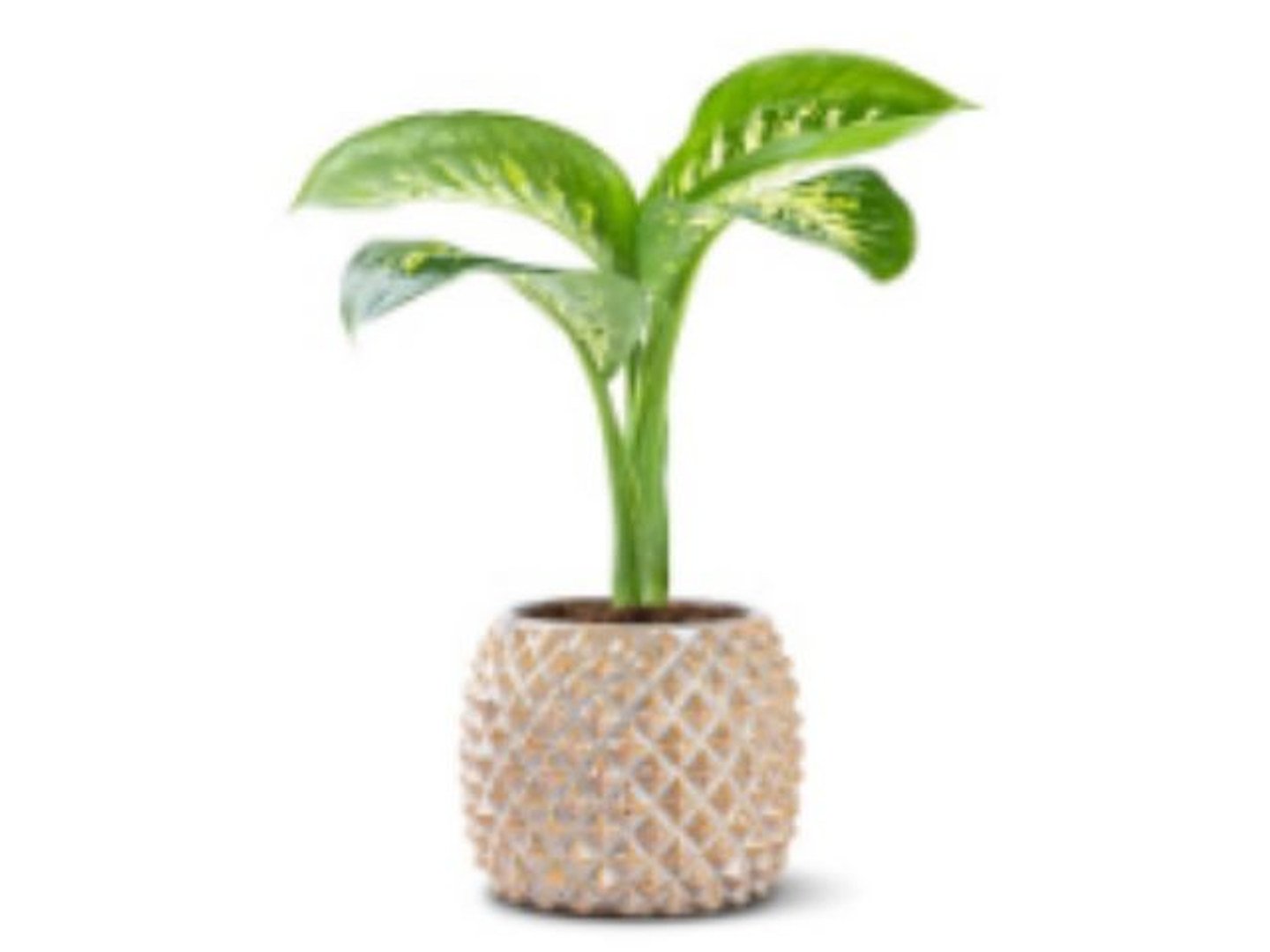 Dieffenbachia Plant In A Brown Ceramic Pot
