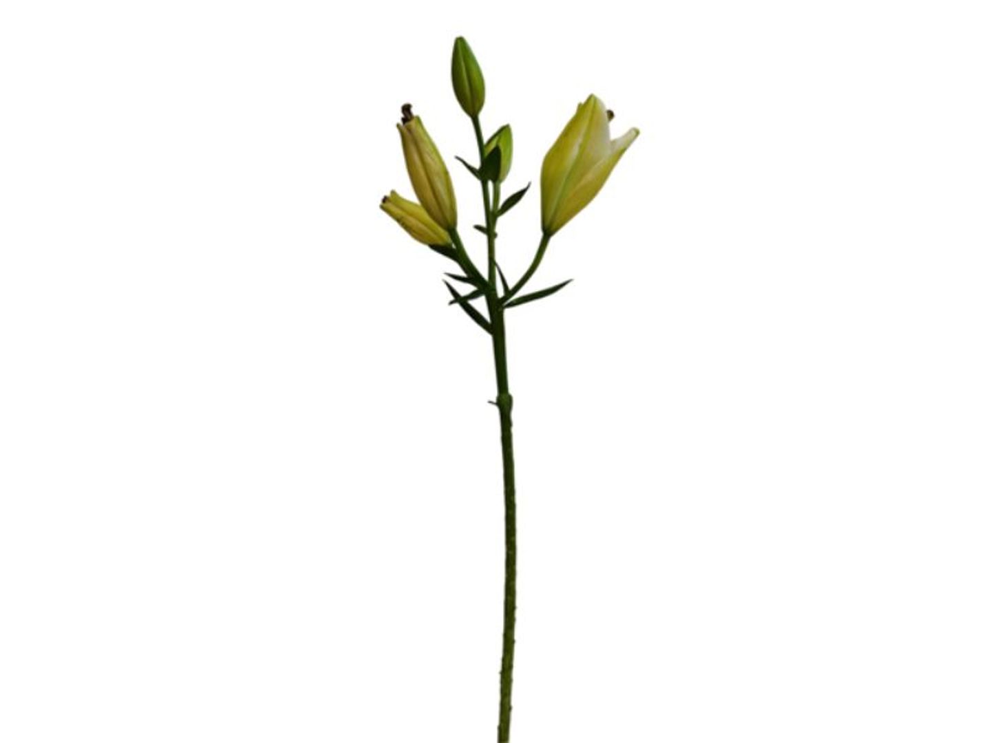 Lilium Sprig Without Packaging