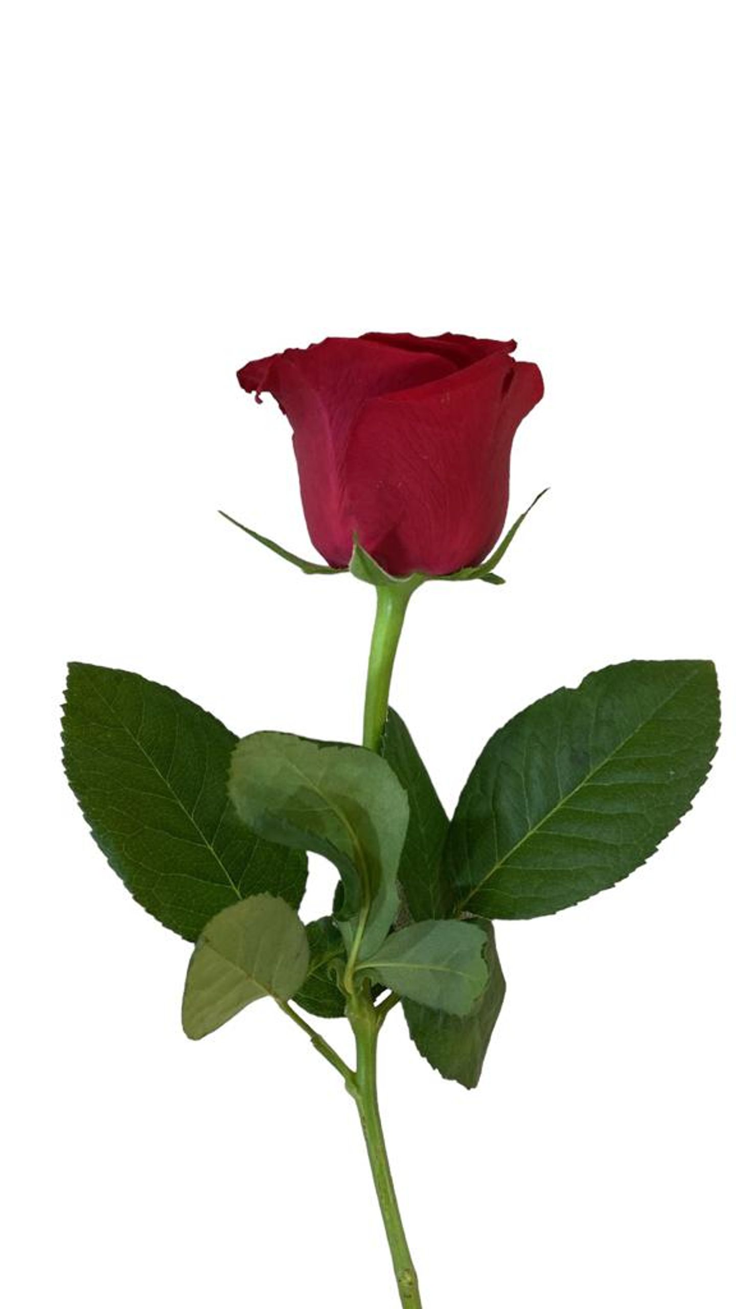 ورد