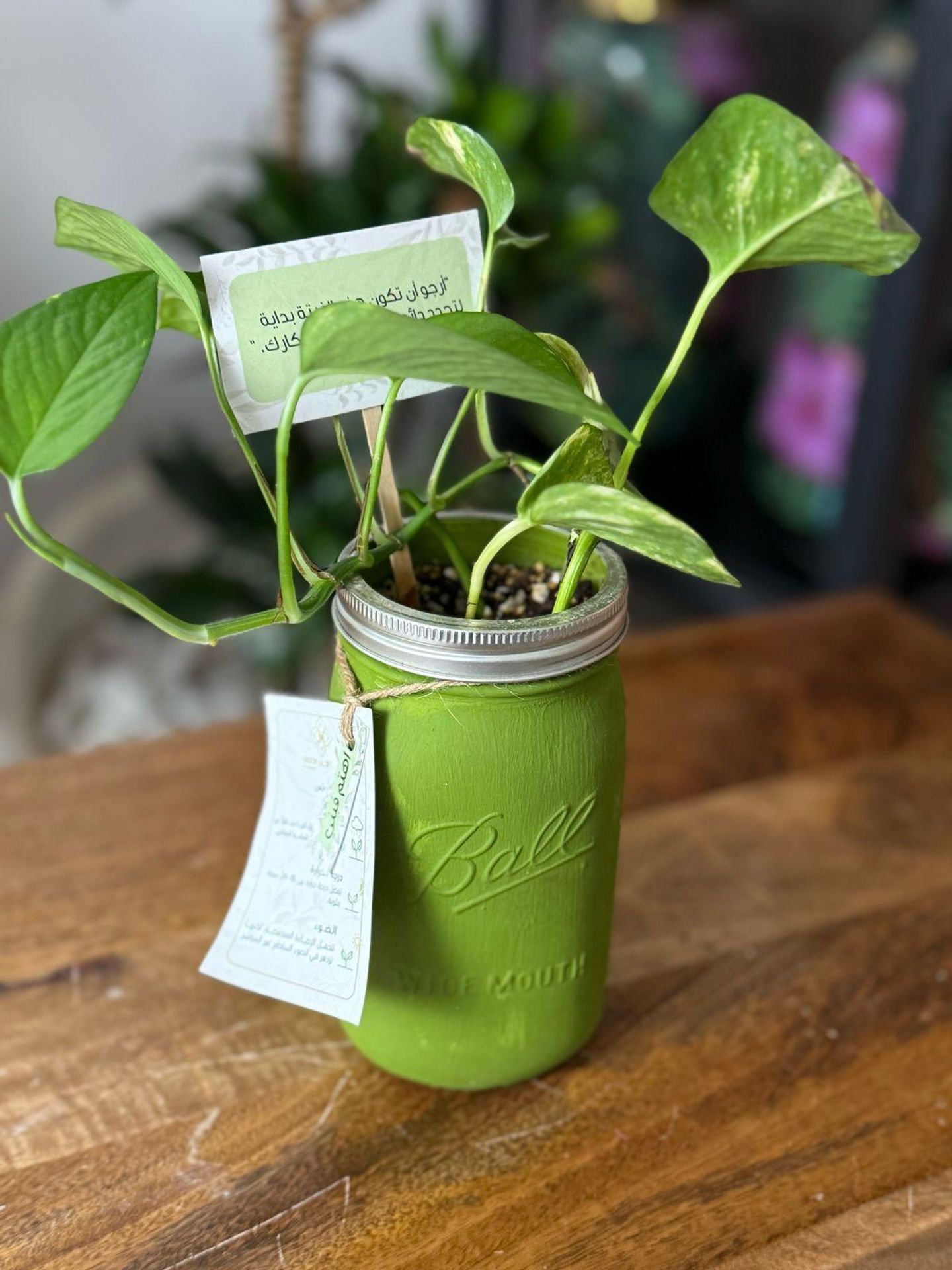 Green Vase Pothos Plant