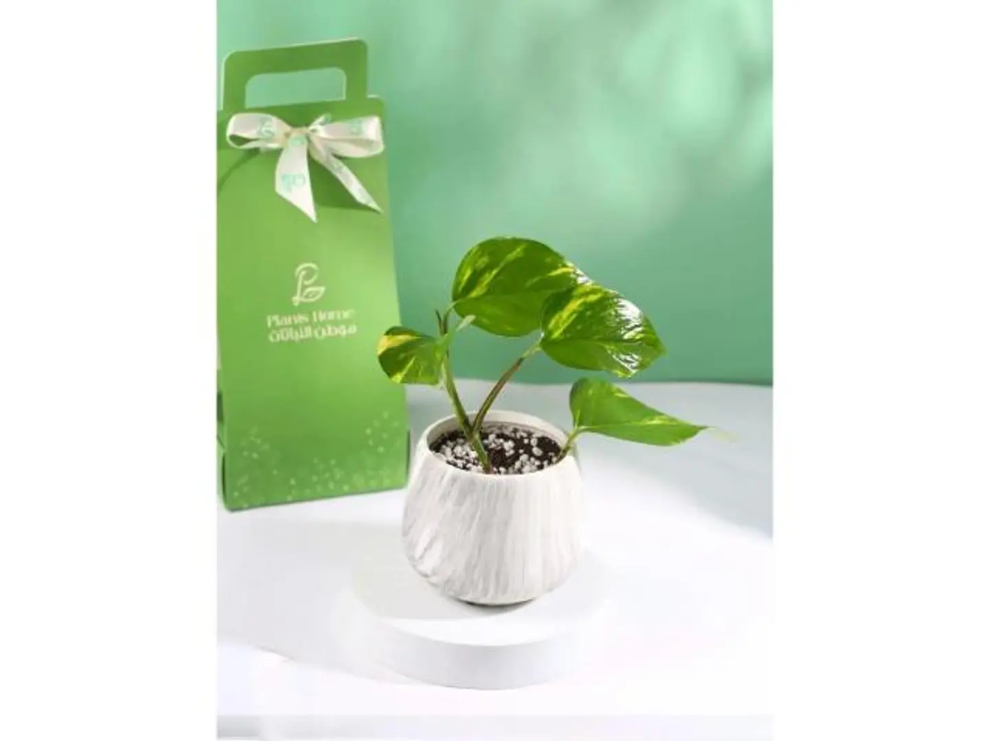 البوتس في مركن رخام أبيض