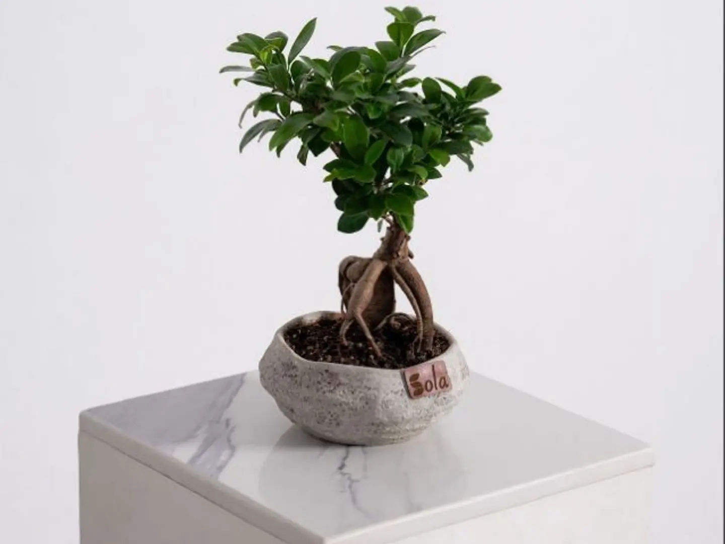Bonsai Plant S02