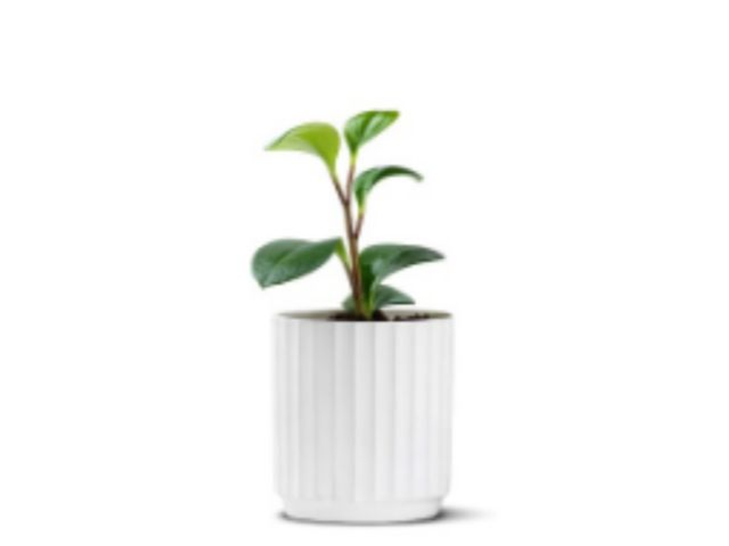 Peperomia Potted Plant In A Ceramic Pot White