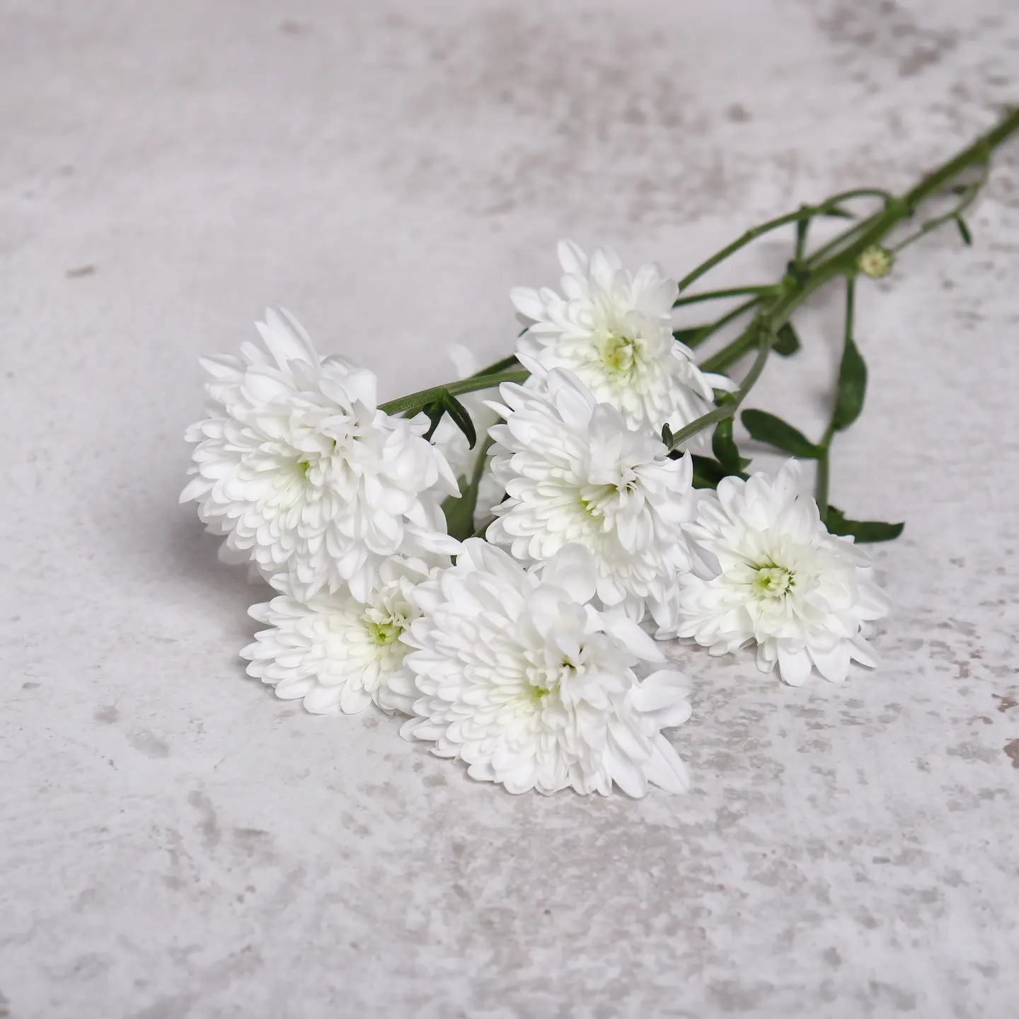 غصن كريز ابيض طبيعي