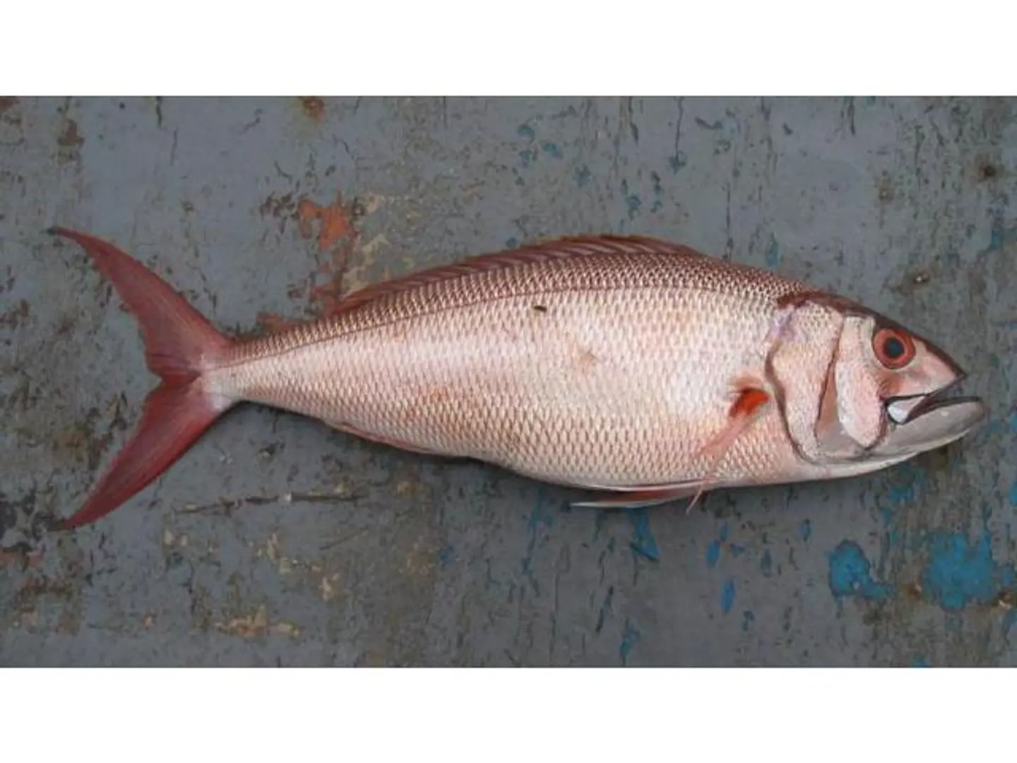 Fares Fish 800 1000 Grams