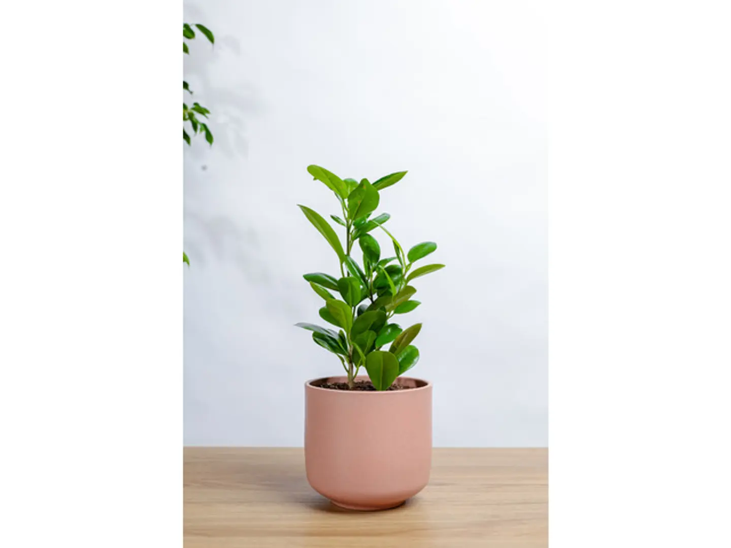 Ficus Panda Plant In A Pink Marble Pot