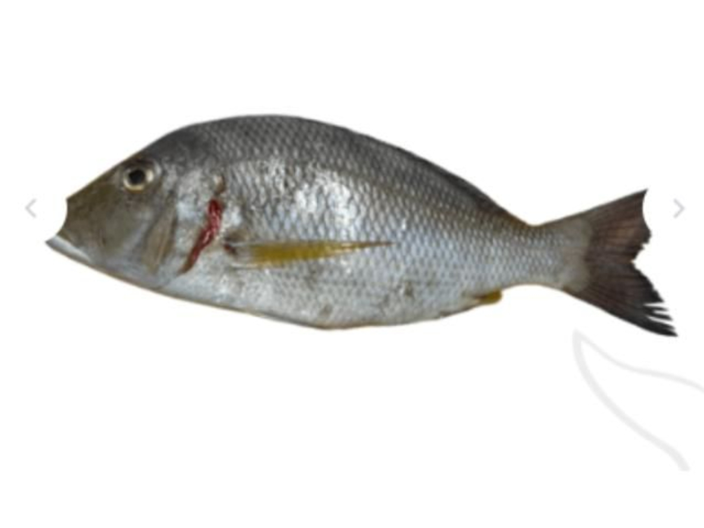 شعور كورسيدا 1 كيلو