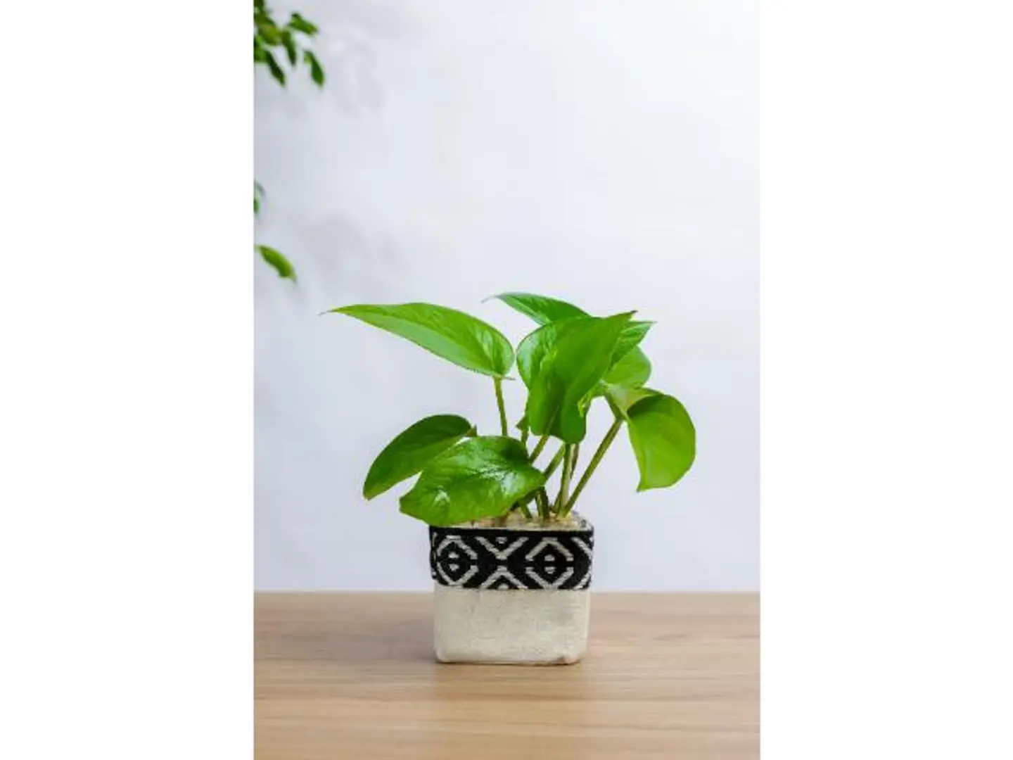 Pothos Plant In A Square Glass Vase With An Elegant Cover