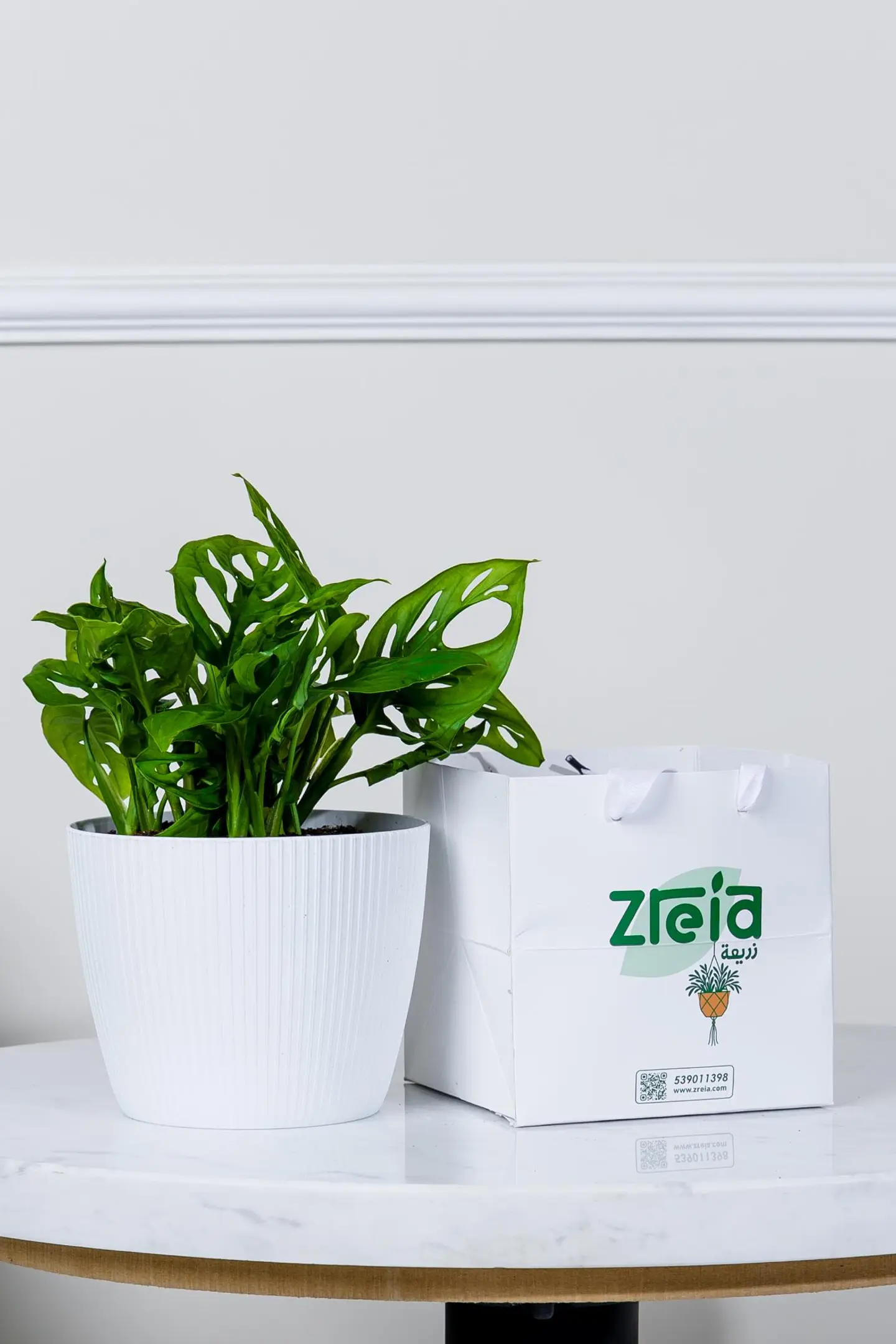 هدية نبتة مونستيرا مونكي