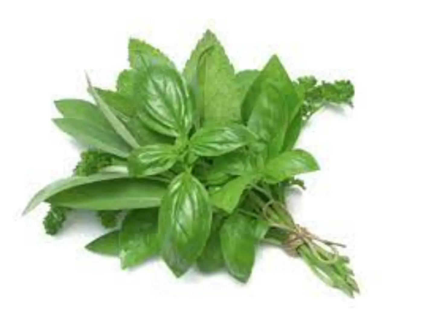 ريحان مستورد