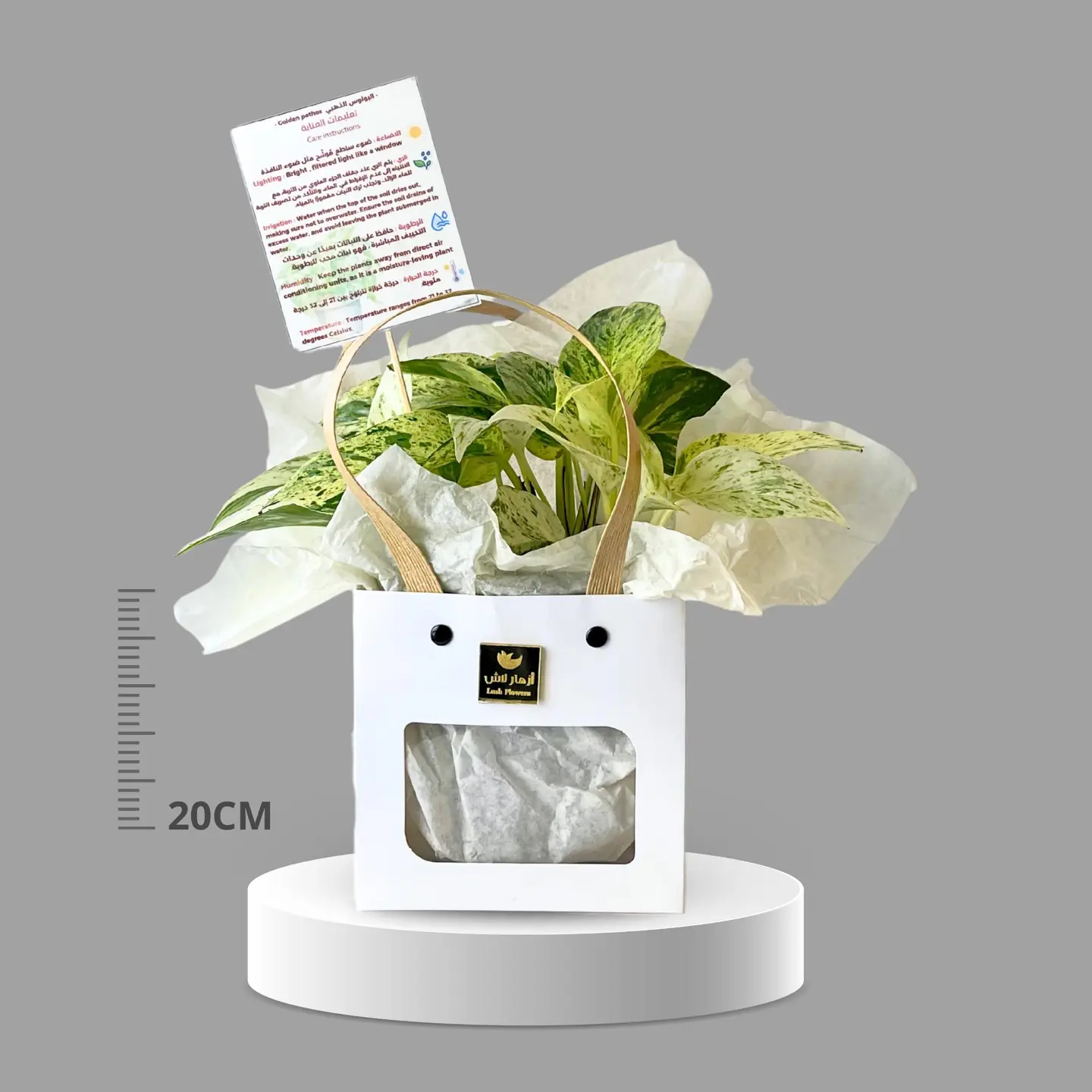 نبات البوتس