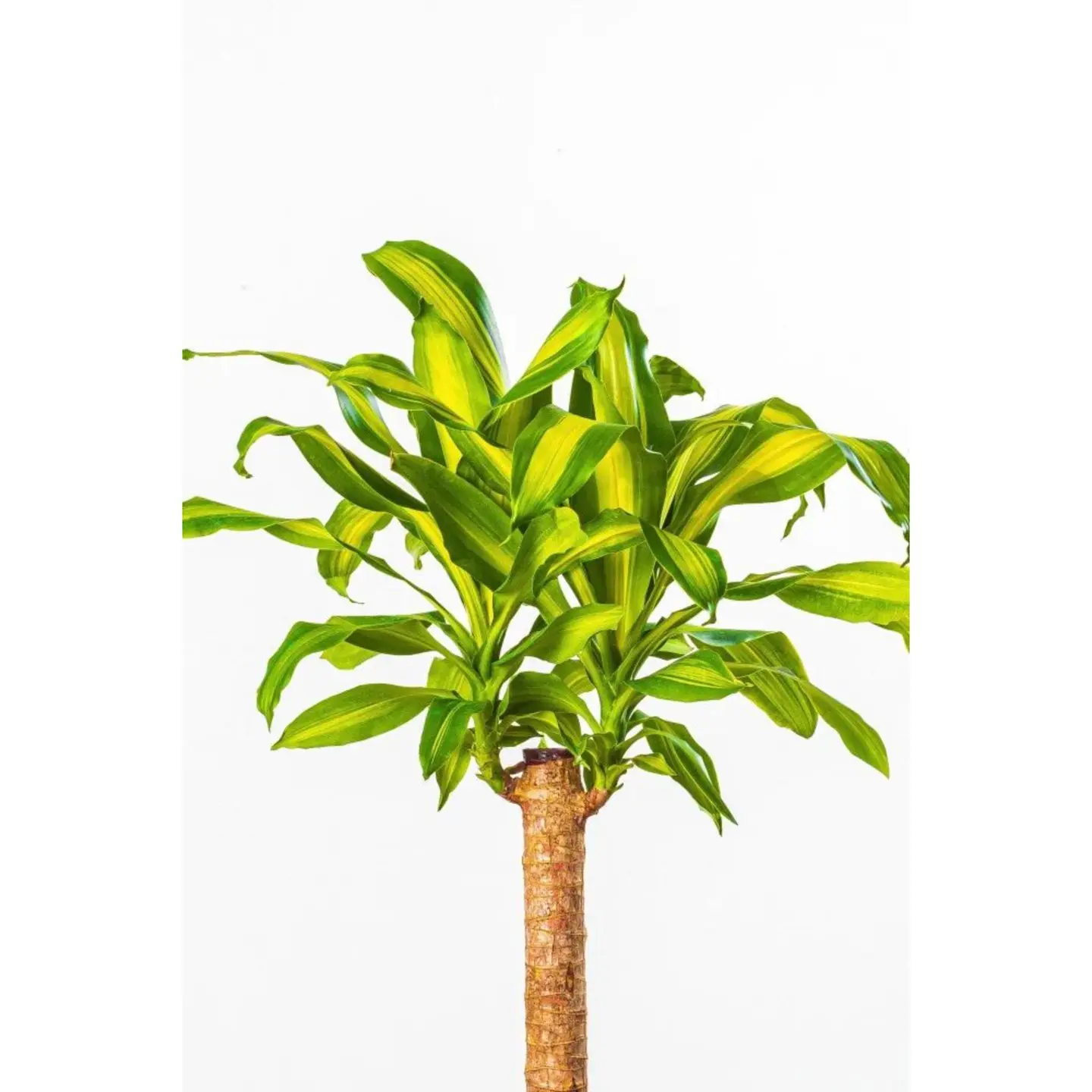 Dracaena Massangeana 3 Stem