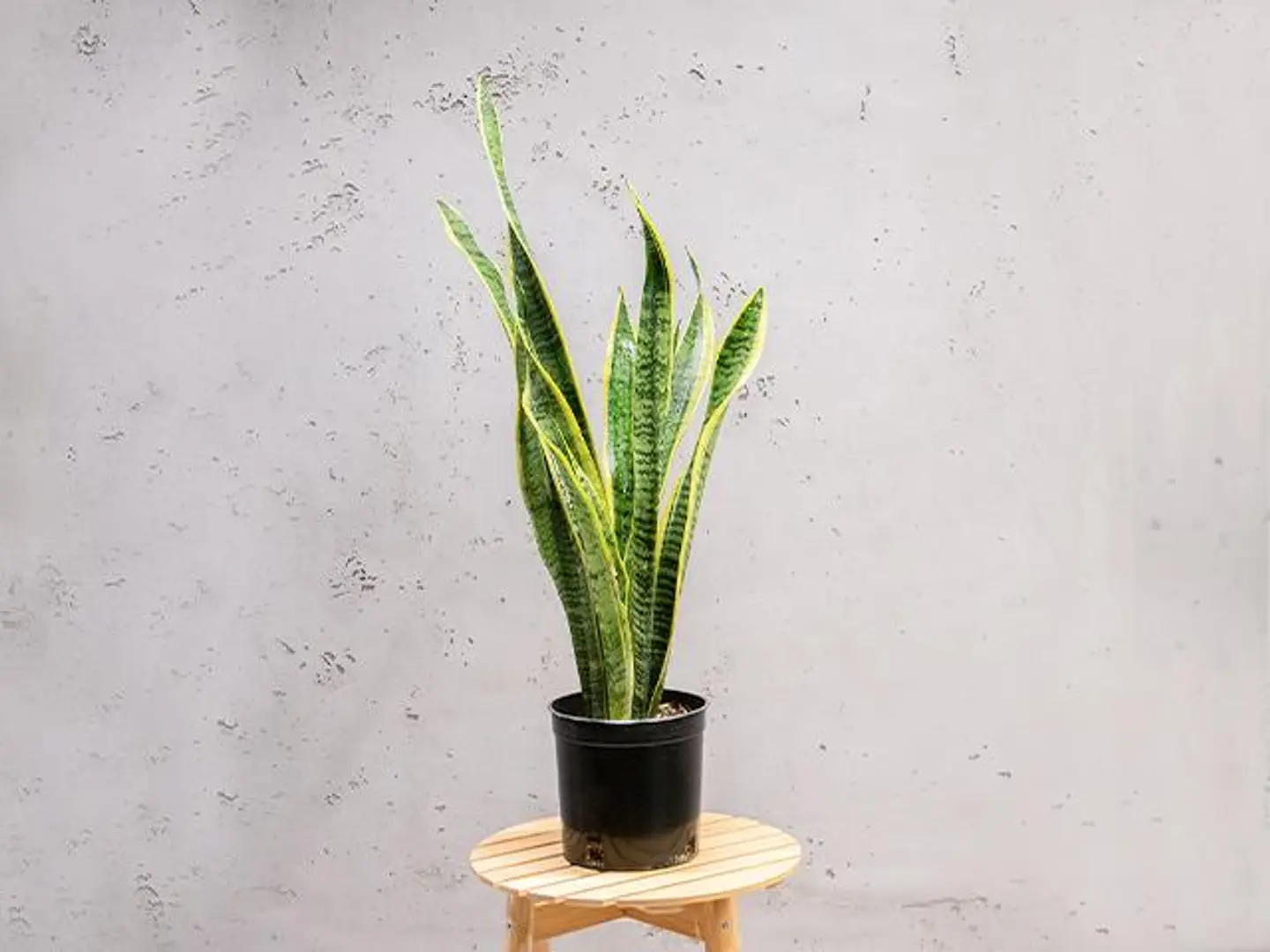 نبتة السنسفيرا