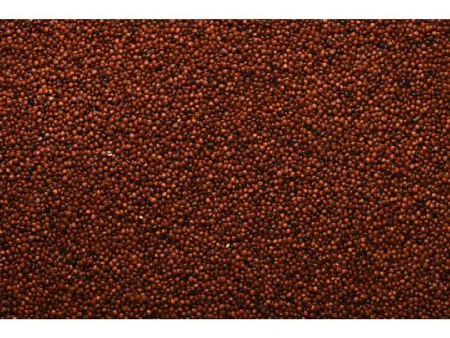 Red Quinoa
