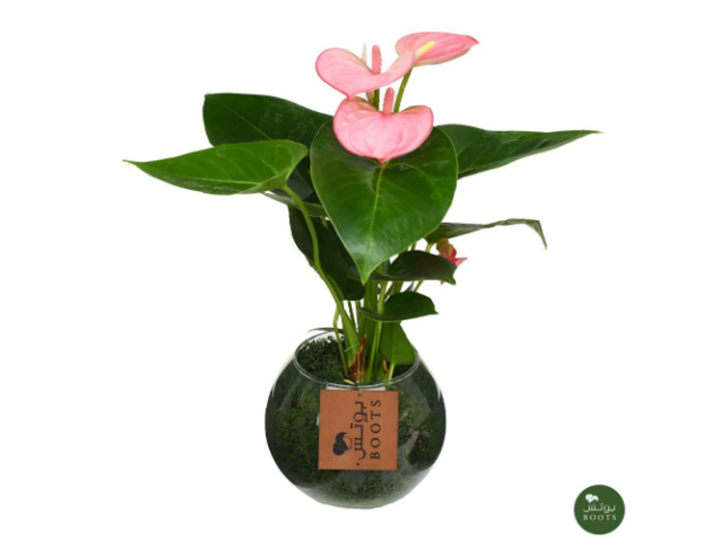 18 Anthurium Flower In A Glass Vase