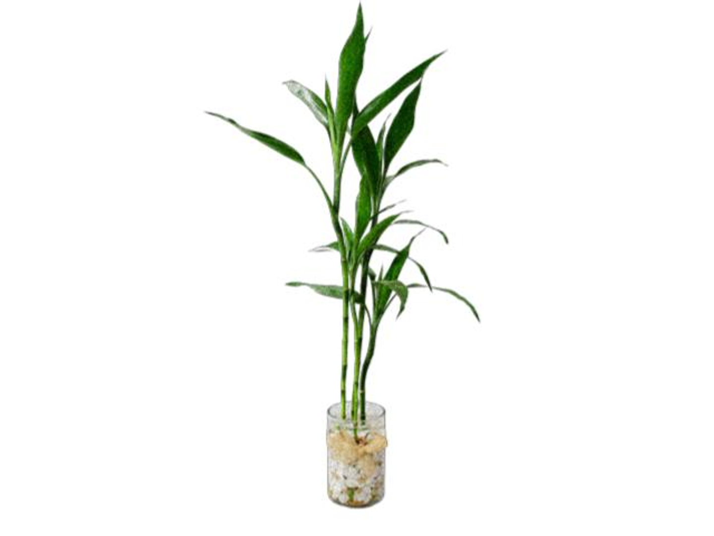 6025 Lucky Bamboo Plant
