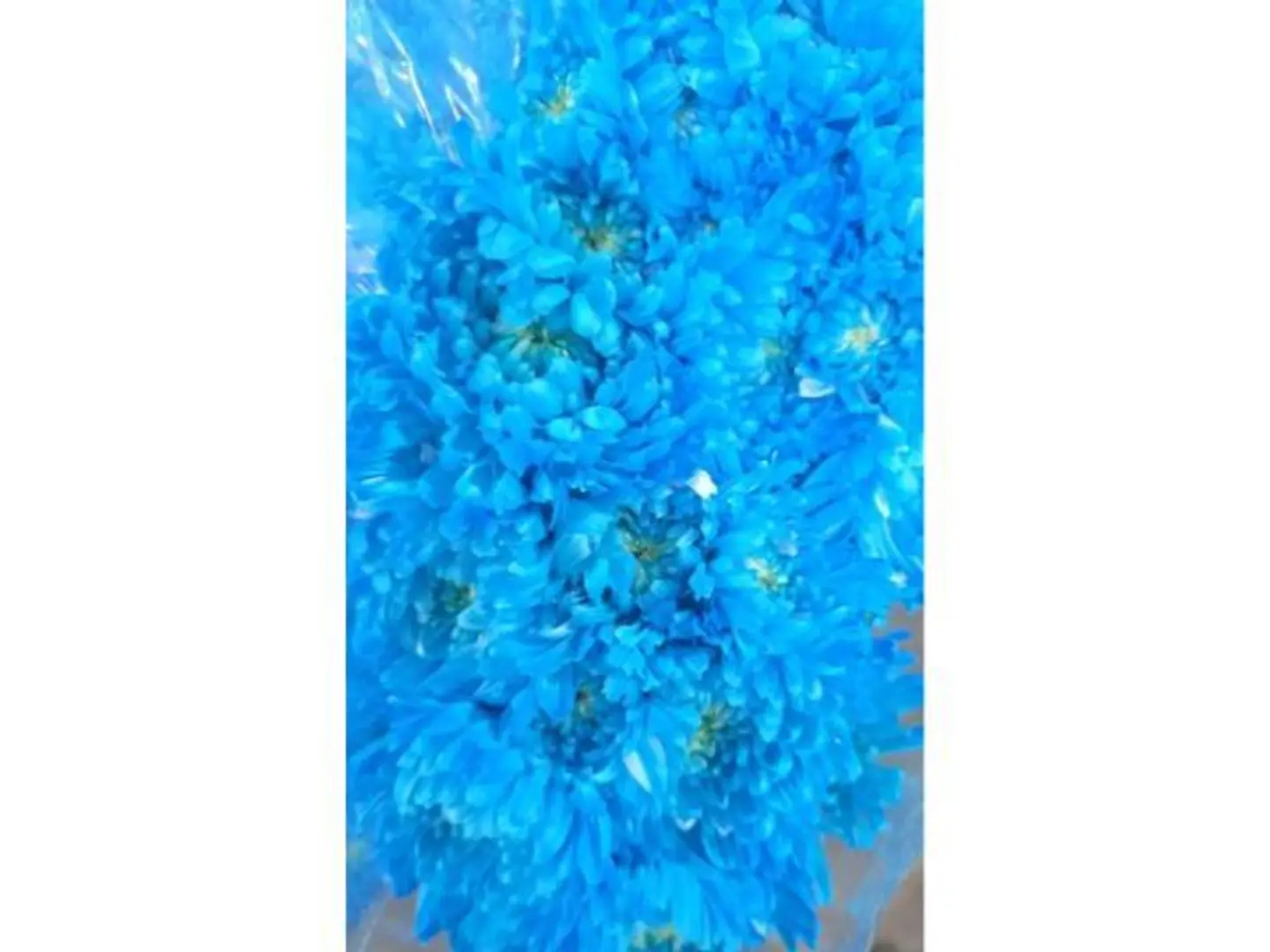 Craze Blue