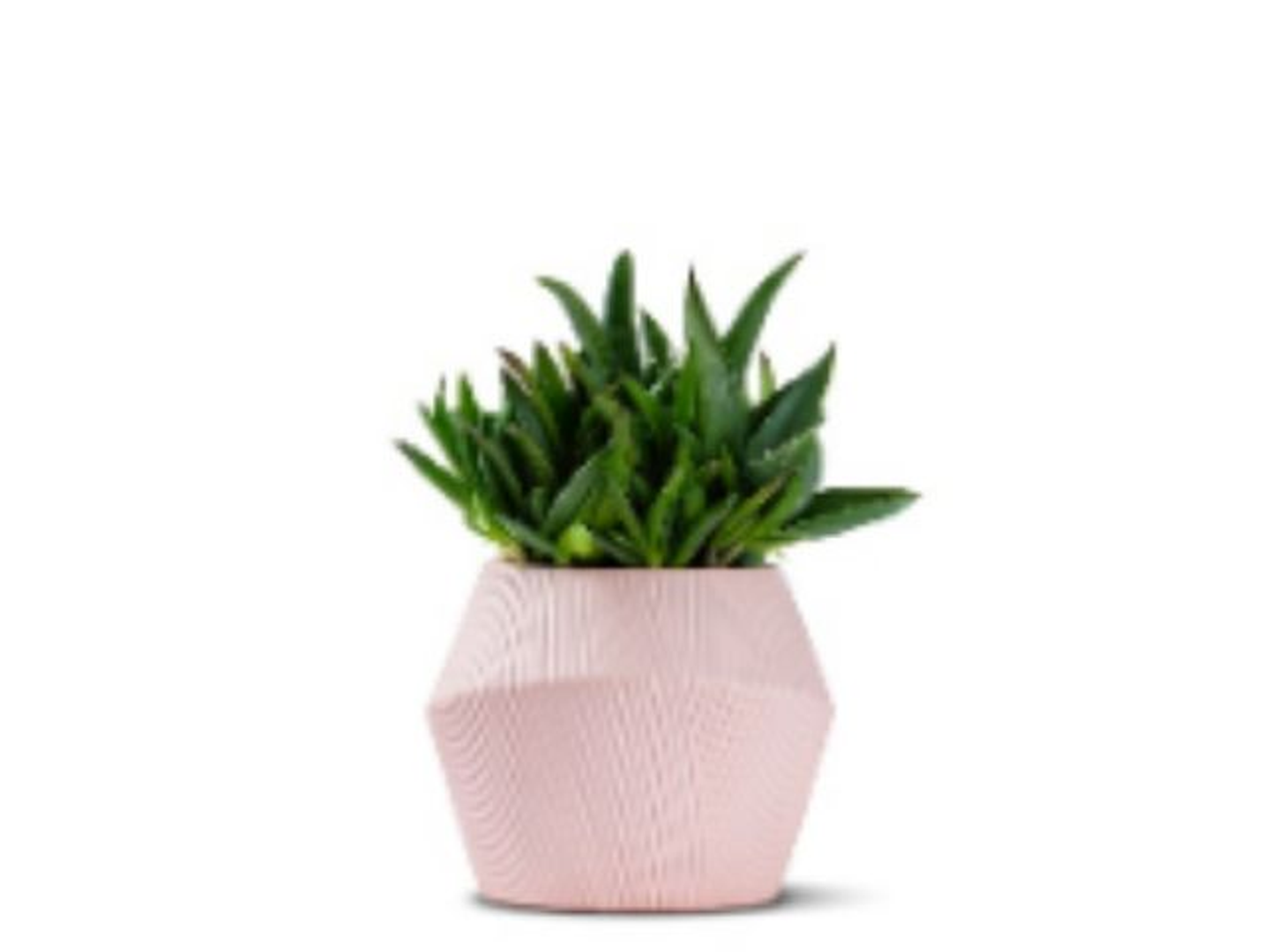 Aloe Vera Green Planted In A Ceramic Pot