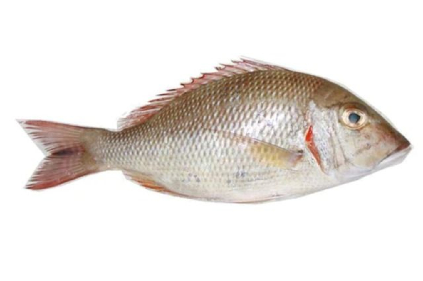 المقلي شاحور