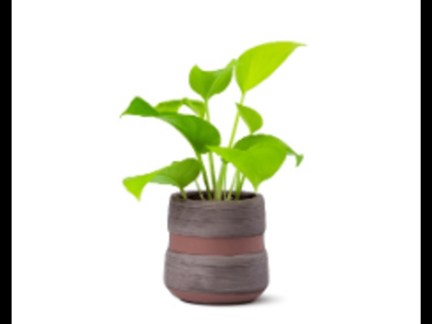 A Potted Potted Potted In Pink With Pots.