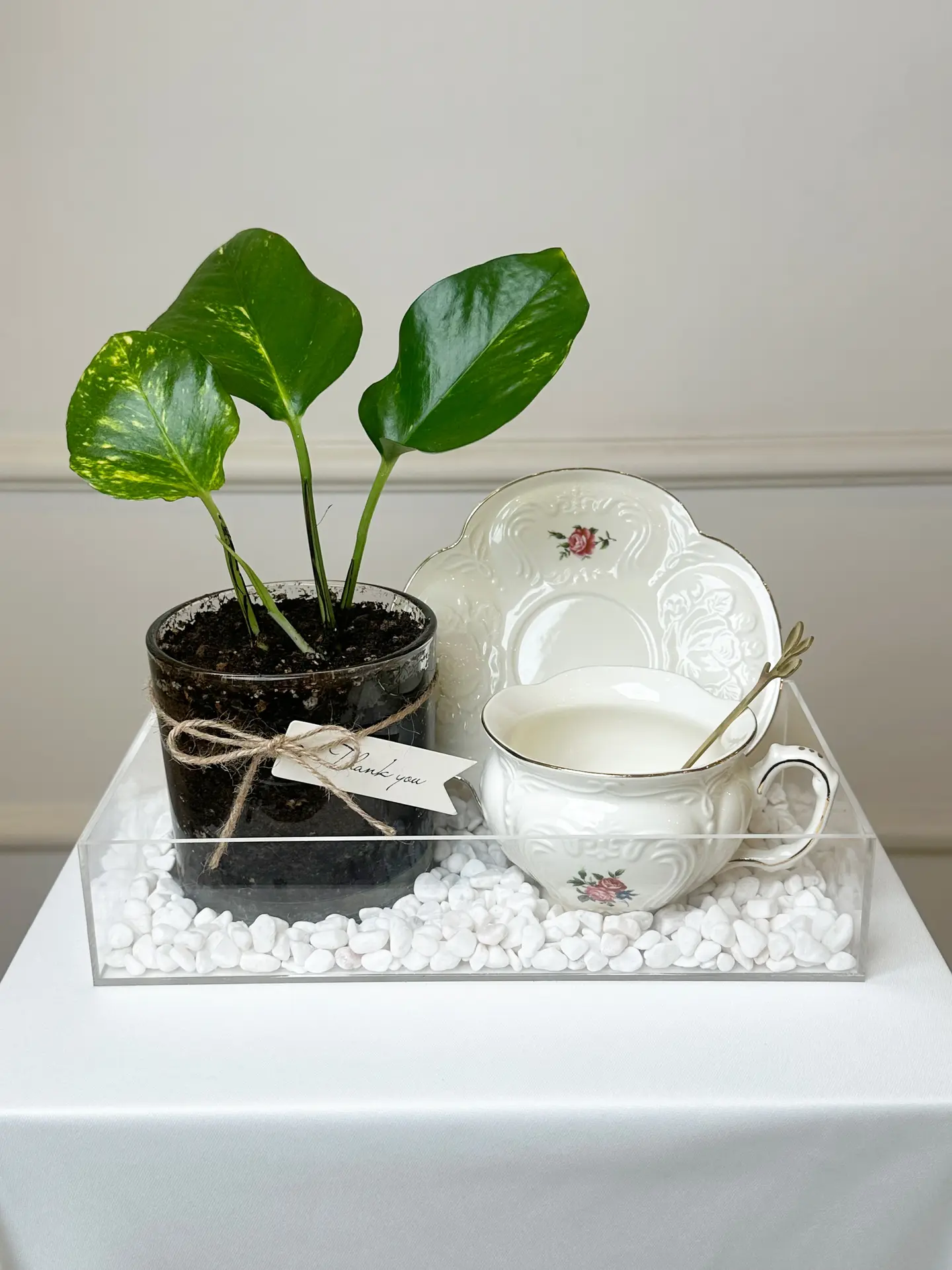 نبتة البوتس الأنيقه مع كوب