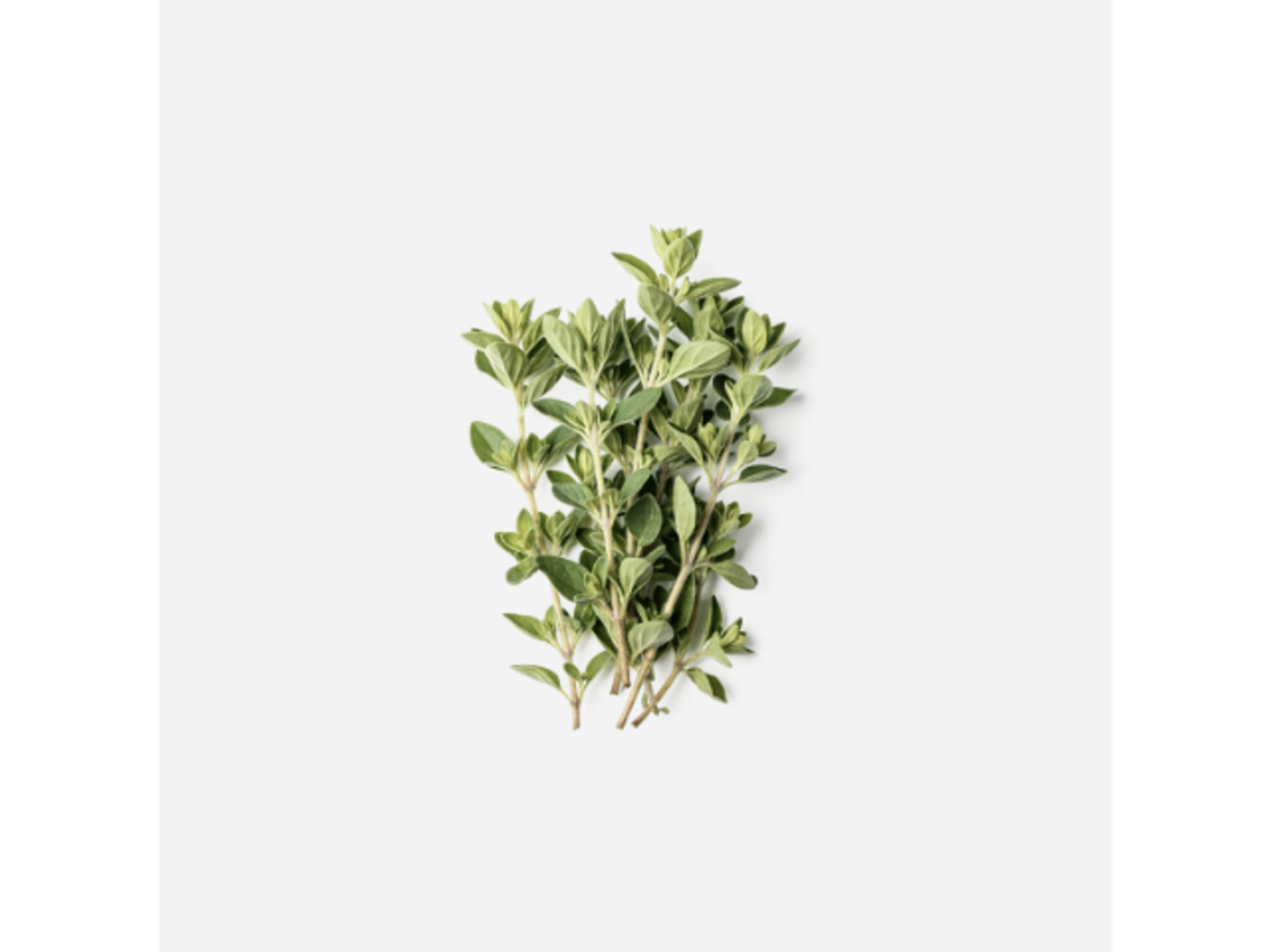 Organic Madinah Marjoram