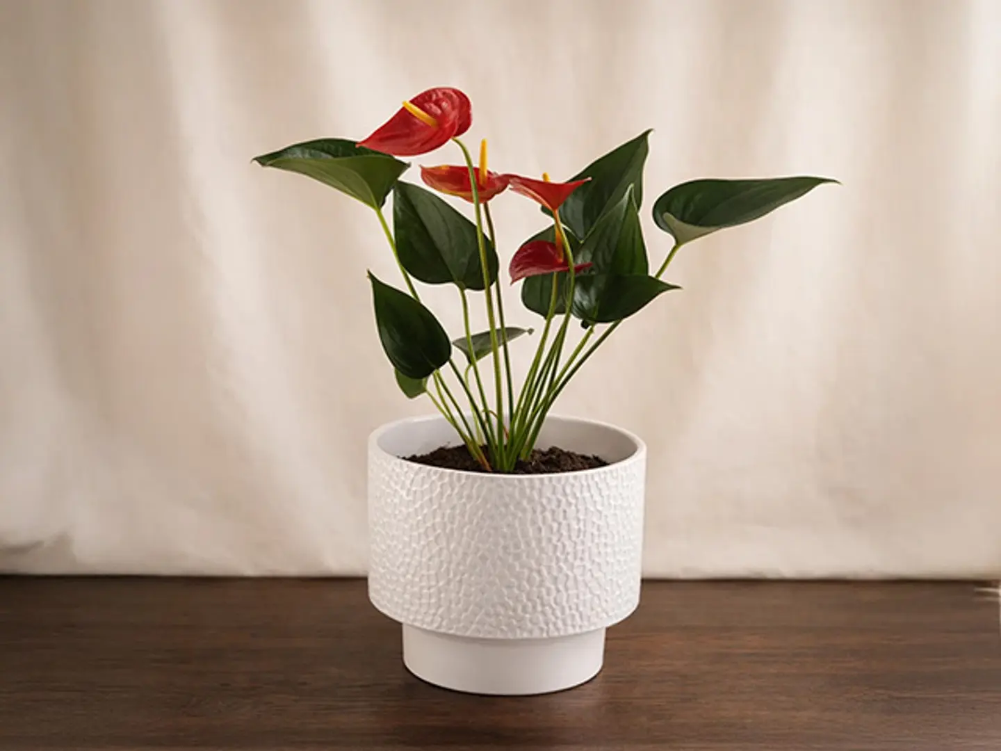 وعاء سيراميكي من نبات الأنثويروم الوردي