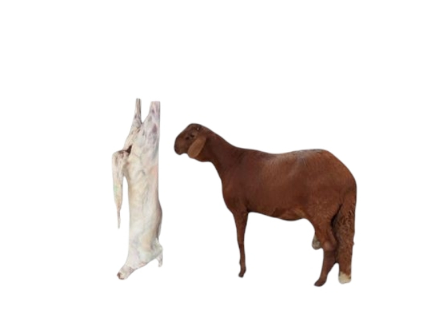 Whole Sawakni Lamb 10 Kilos